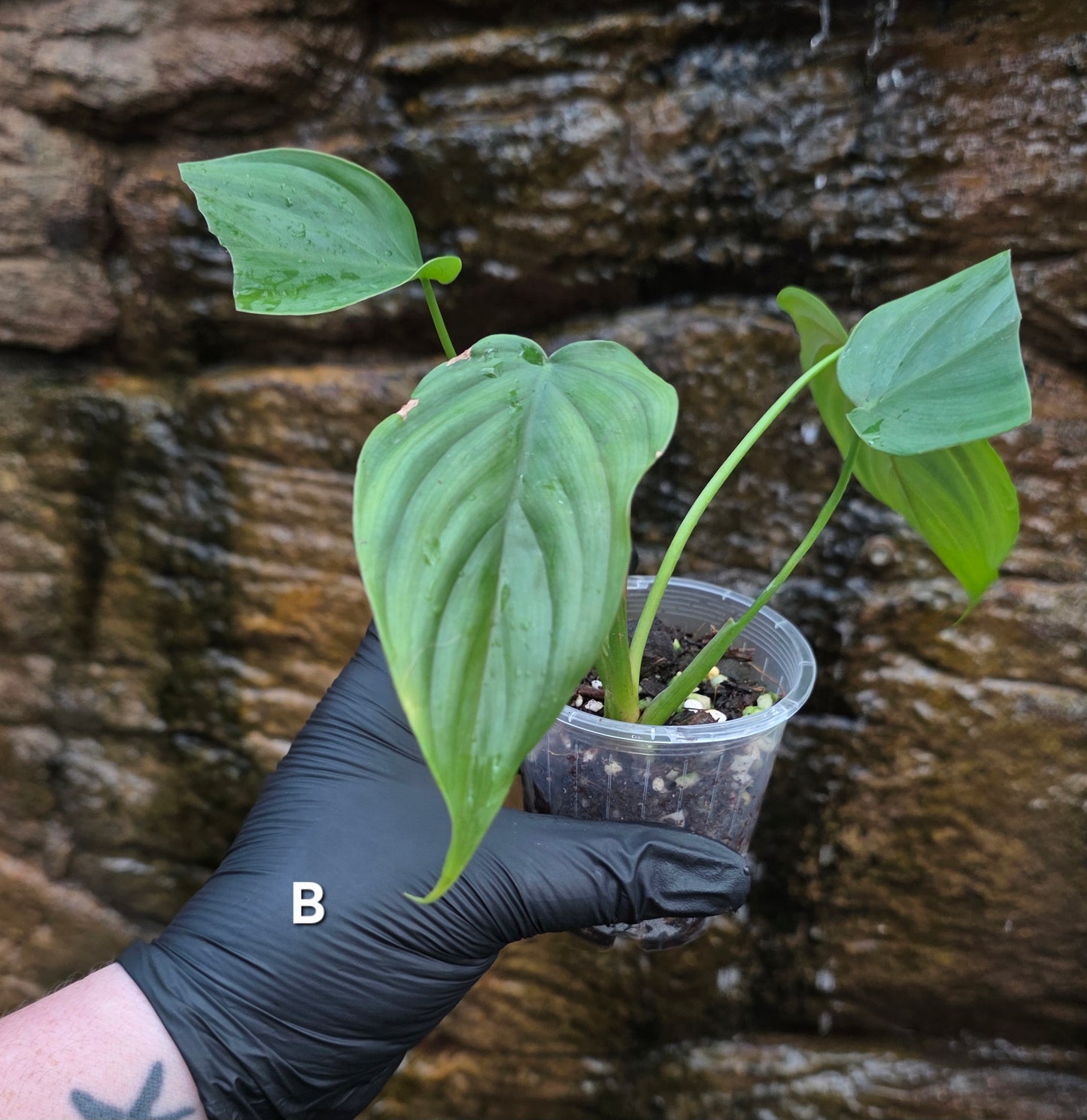 Philodendron Plowmanii x Tenue