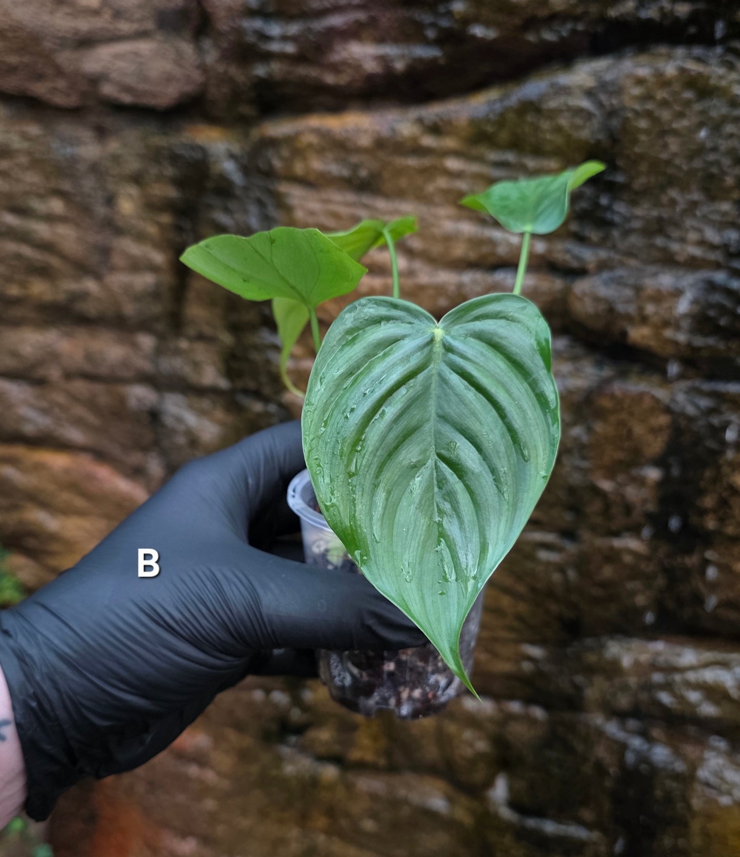 Philodendron Plowmanii x Tenue