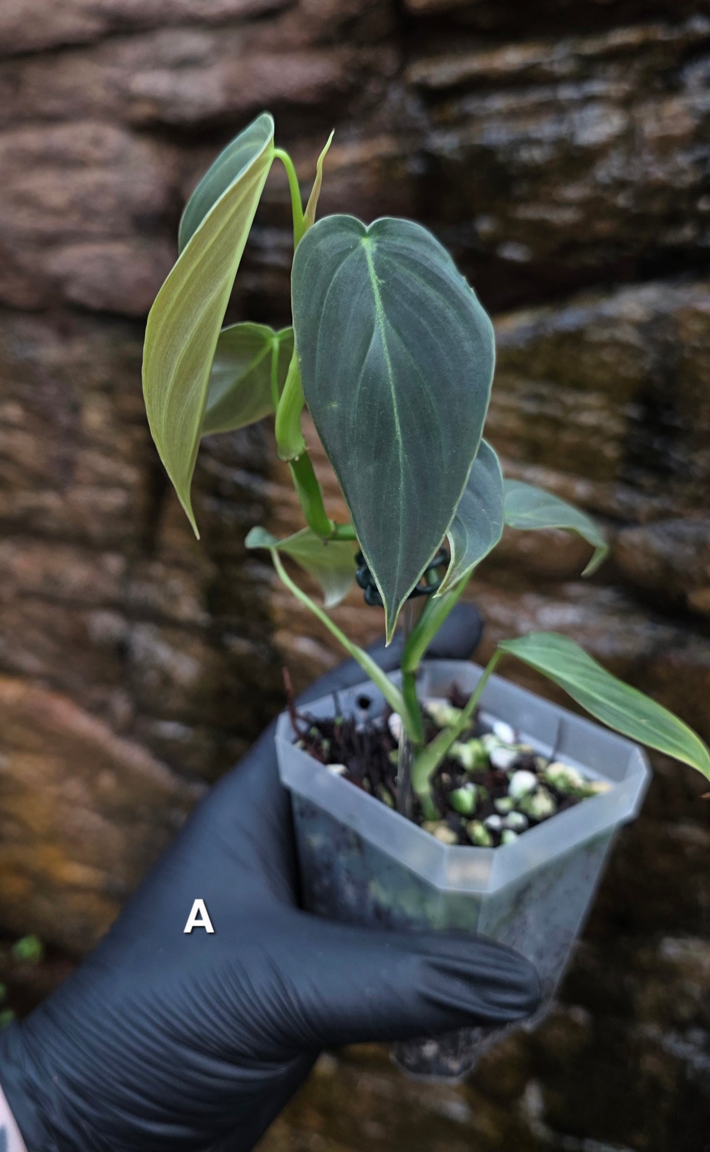 NEW HYBRID Philodendron Splendid x Gloriosum