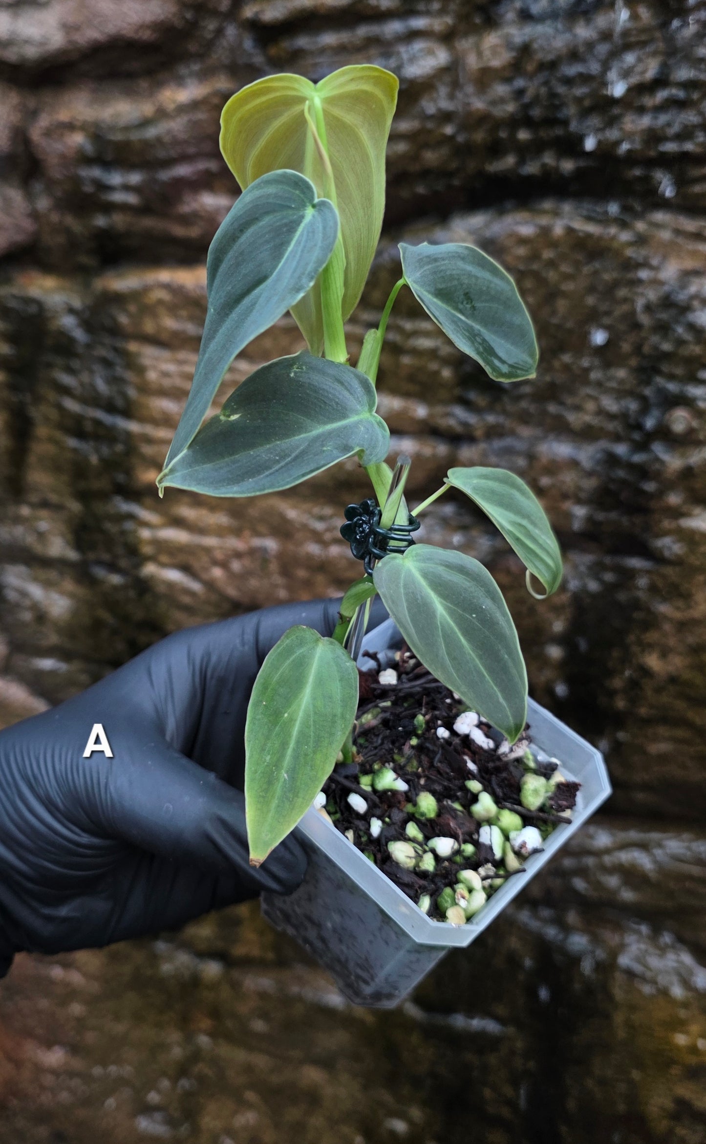 NEW HYBRID Philodendron Splendid x Gloriosum