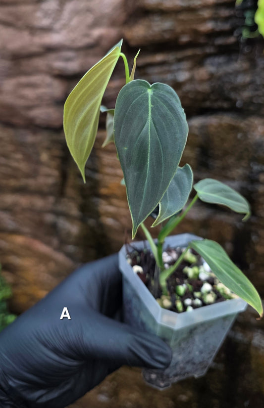 NEW HYBRID Philodendron Splendid x Gloriosum