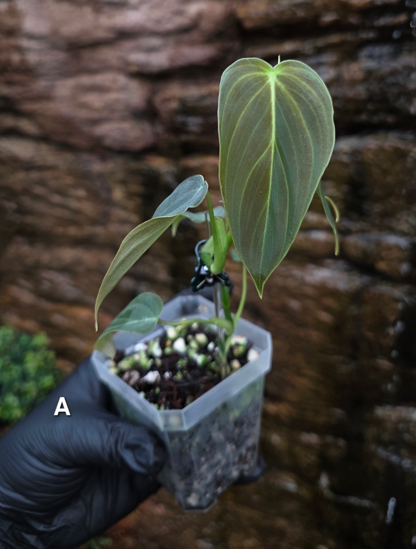 NEW HYBRID Philodendron Splendid x Gloriosum