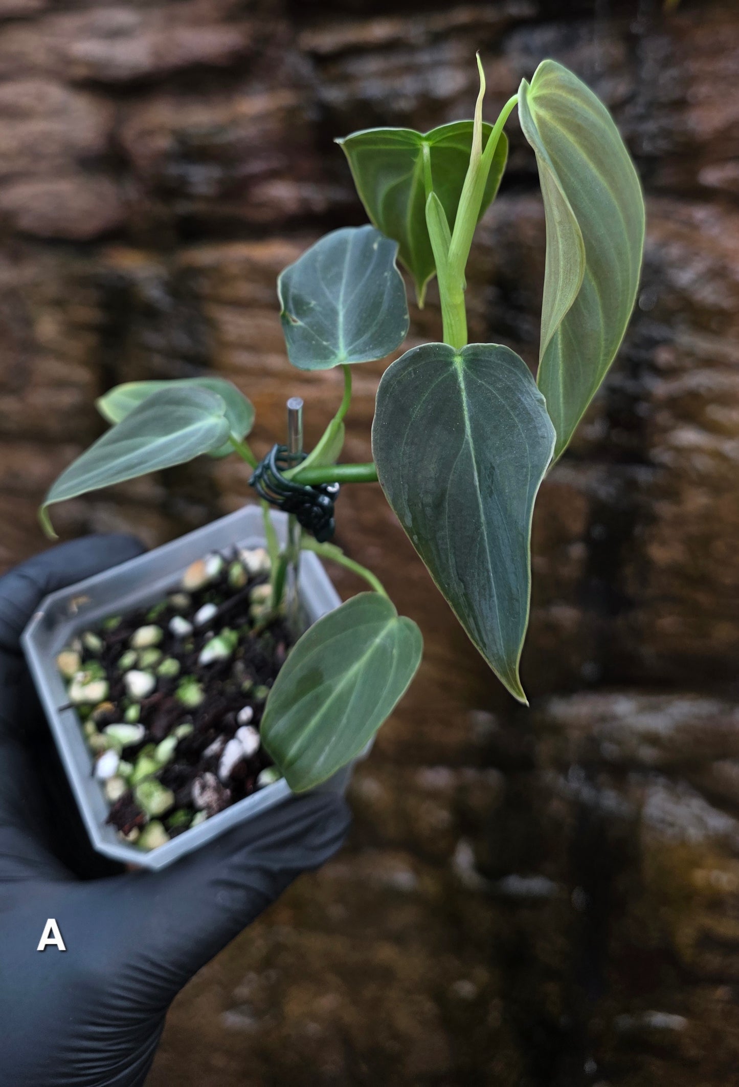 NEW HYBRID Philodendron Splendid x Gloriosum