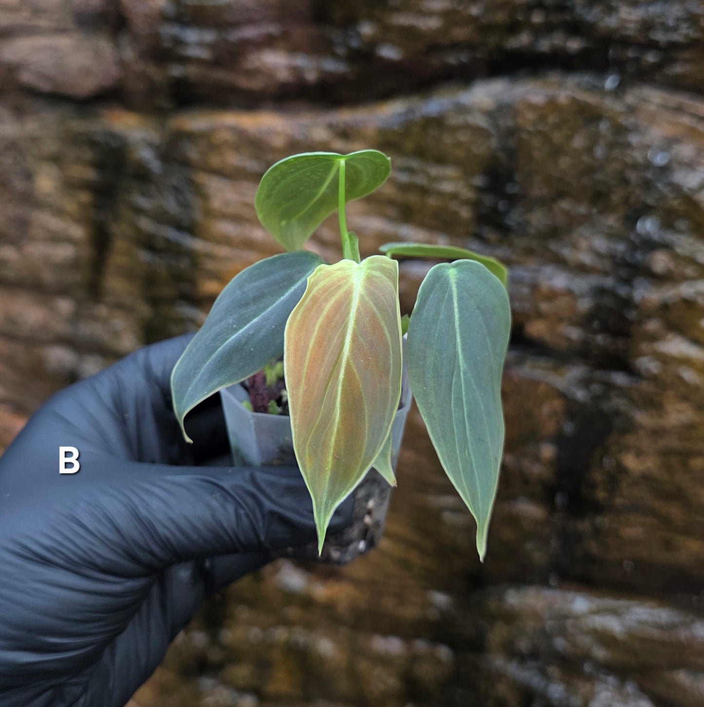 NEW HYBRID Philodendron Splendid x Gloriosum