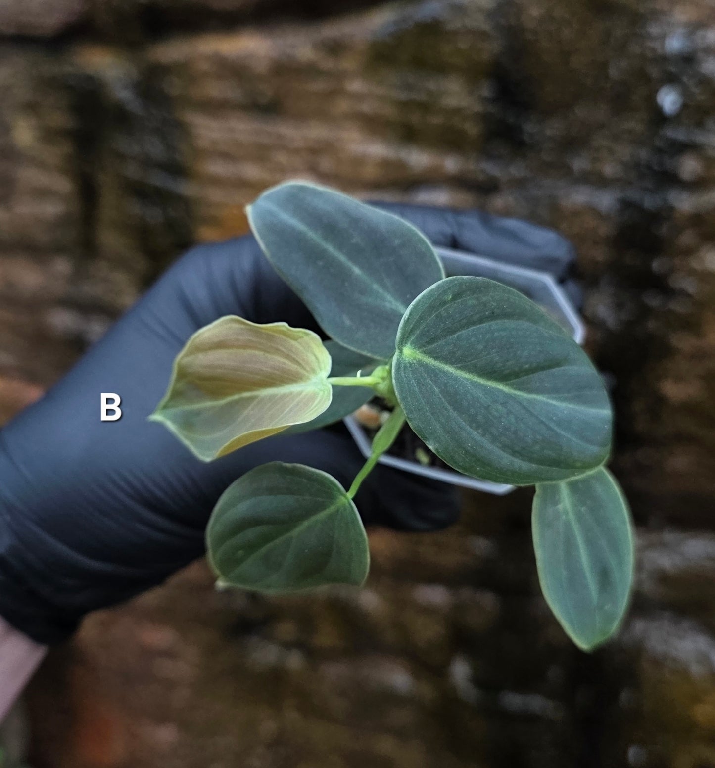 NEW HYBRID Philodendron Splendid x Gloriosum