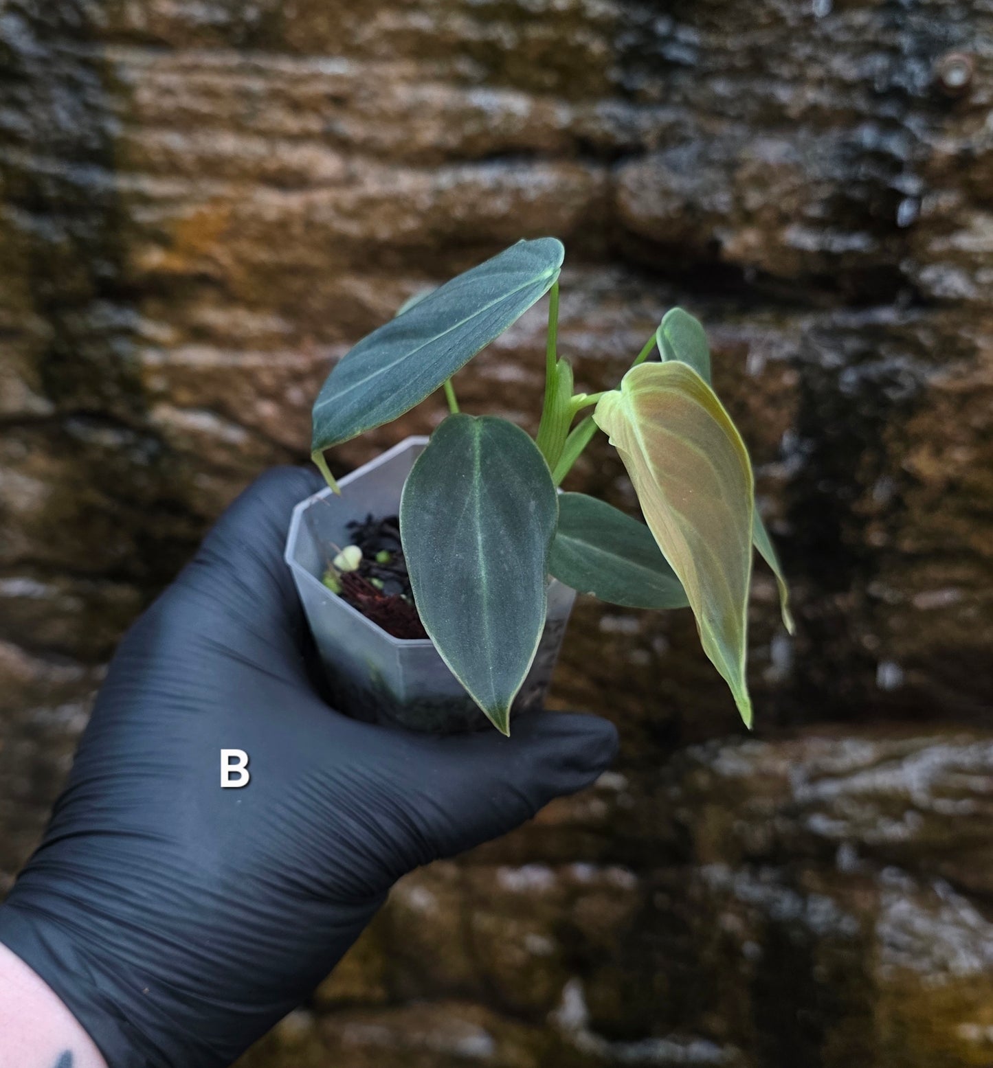 NEW HYBRID Philodendron Splendid x Gloriosum