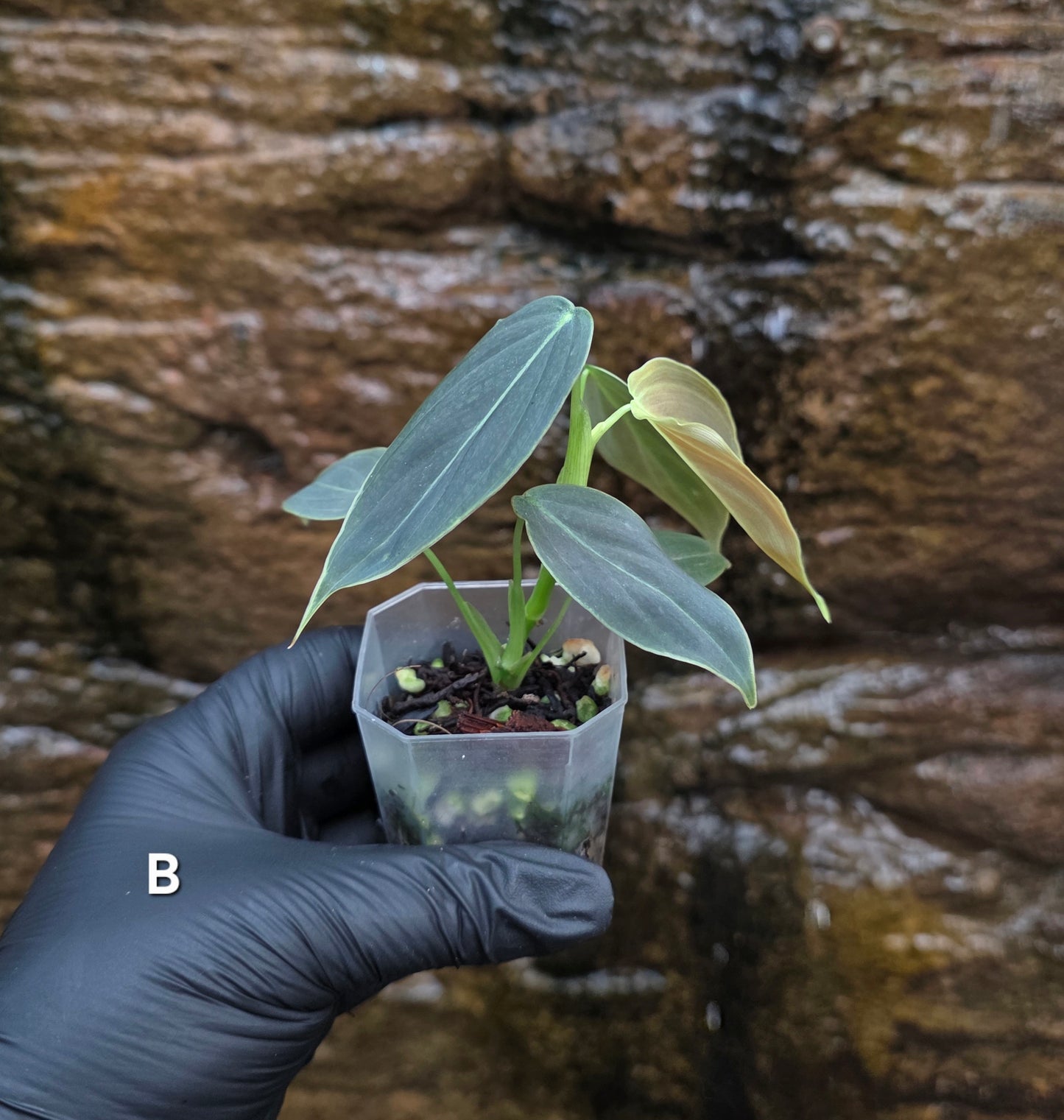 NEW HYBRID Philodendron Splendid x Gloriosum