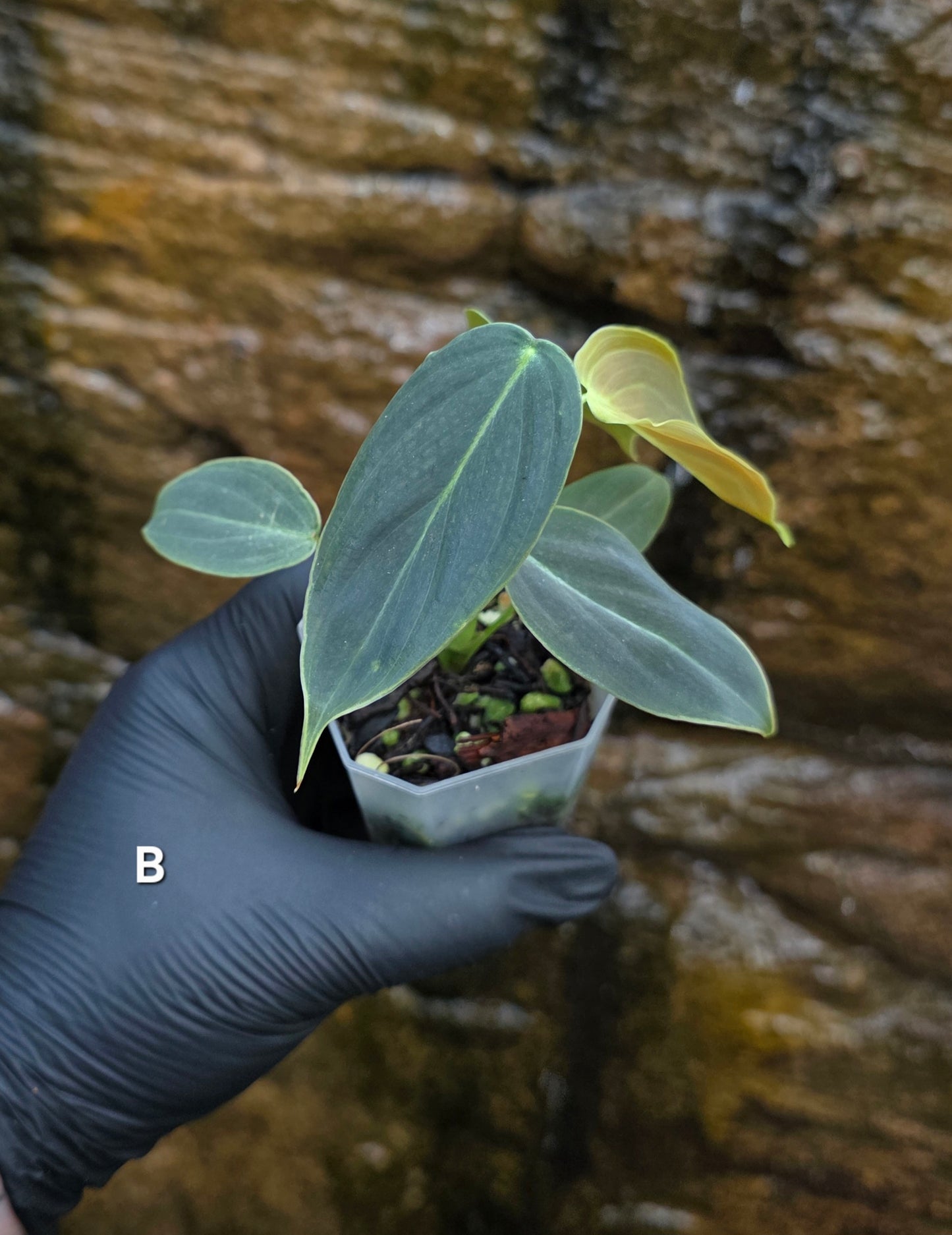 NEW HYBRID Philodendron Splendid x Gloriosum
