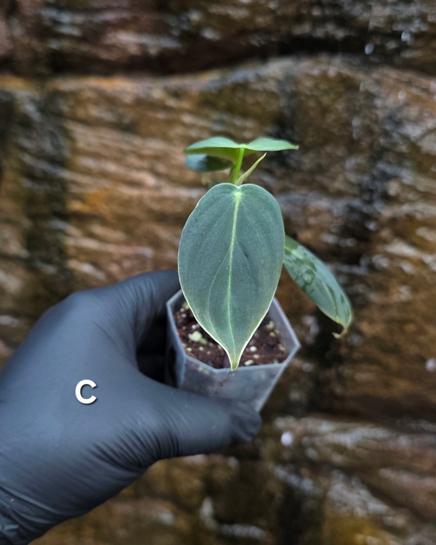 NEW HYBRID Philodendron Splendid x Gloriosum