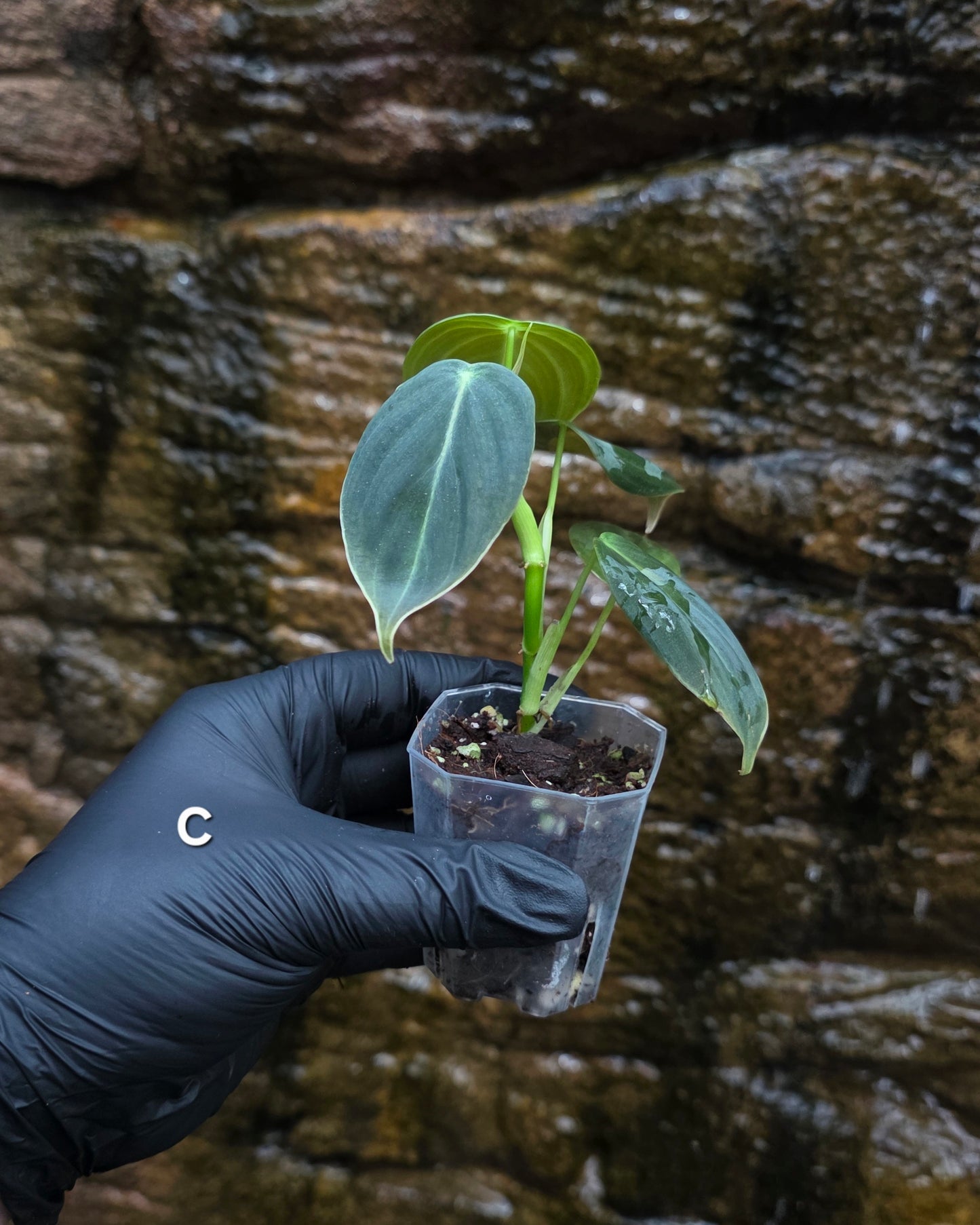 NEW HYBRID Philodendron Splendid x Gloriosum