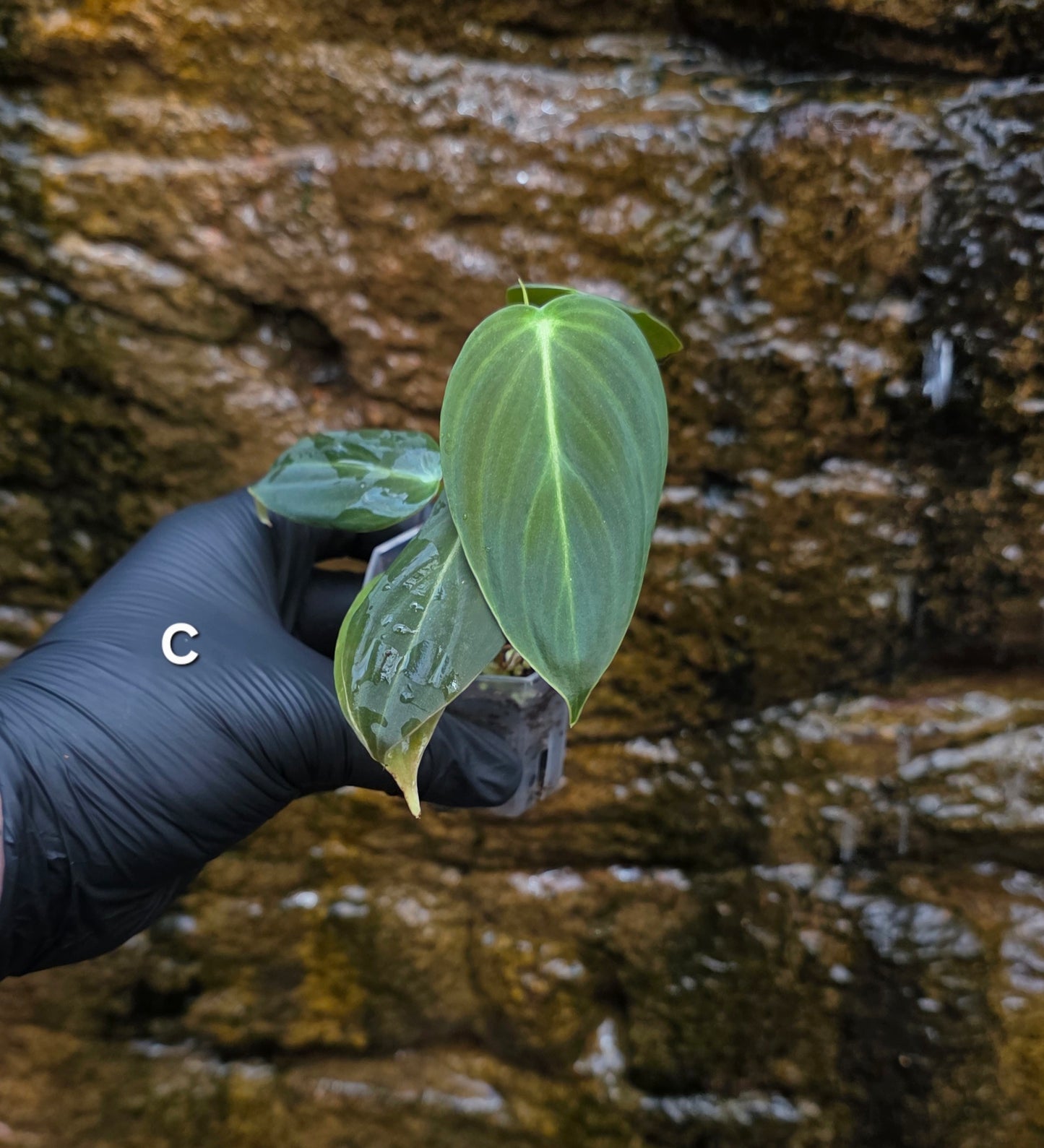 NEW HYBRID Philodendron Splendid x Gloriosum