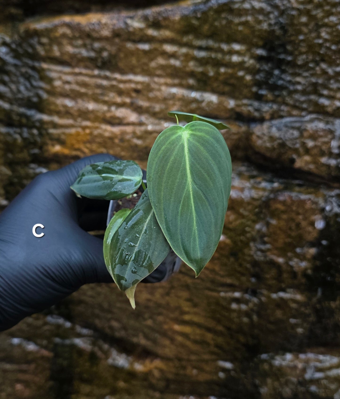 NEW HYBRID Philodendron Splendid x Gloriosum