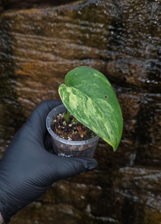 Jade satin aurea scindapsus