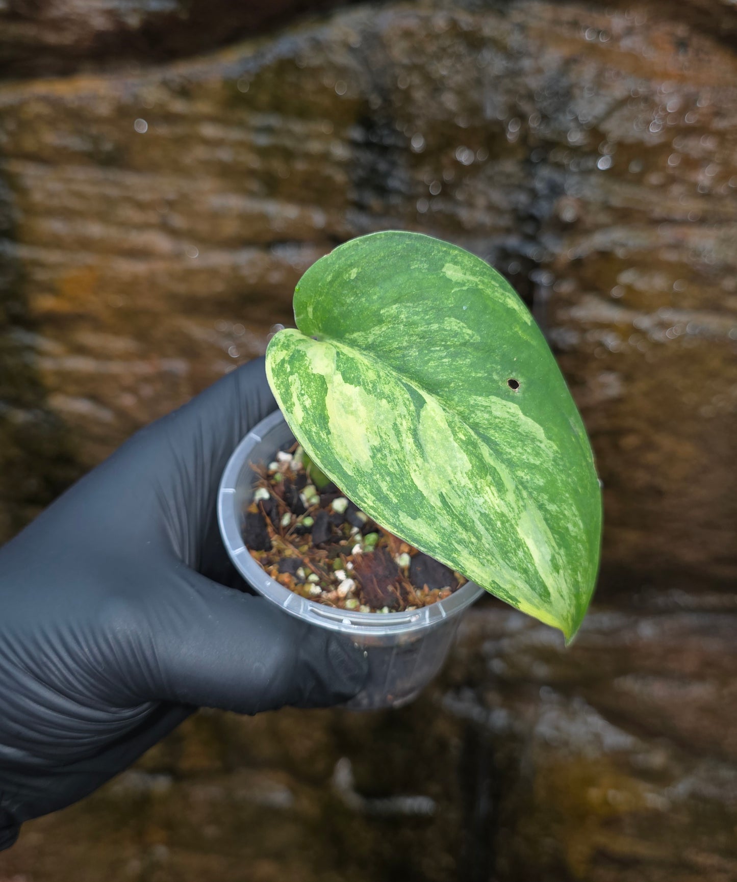 Jade satin aurea scindapsus