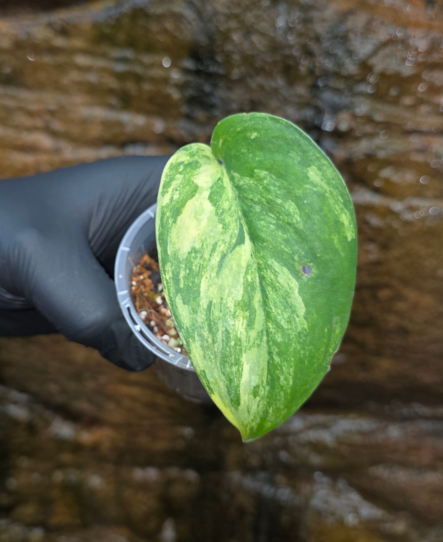Jade satin aurea scindapsus