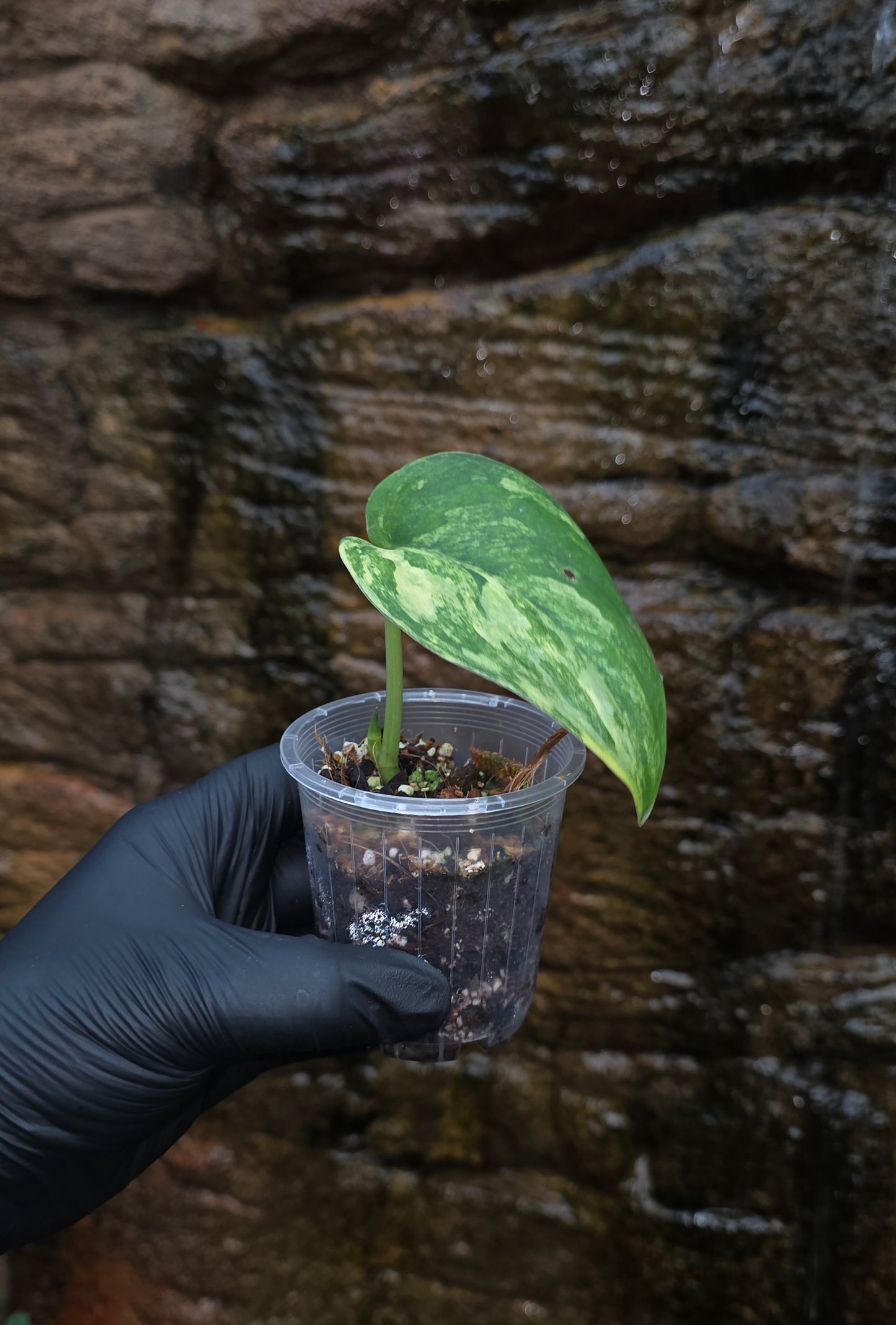 Jade satin aurea scindapsus