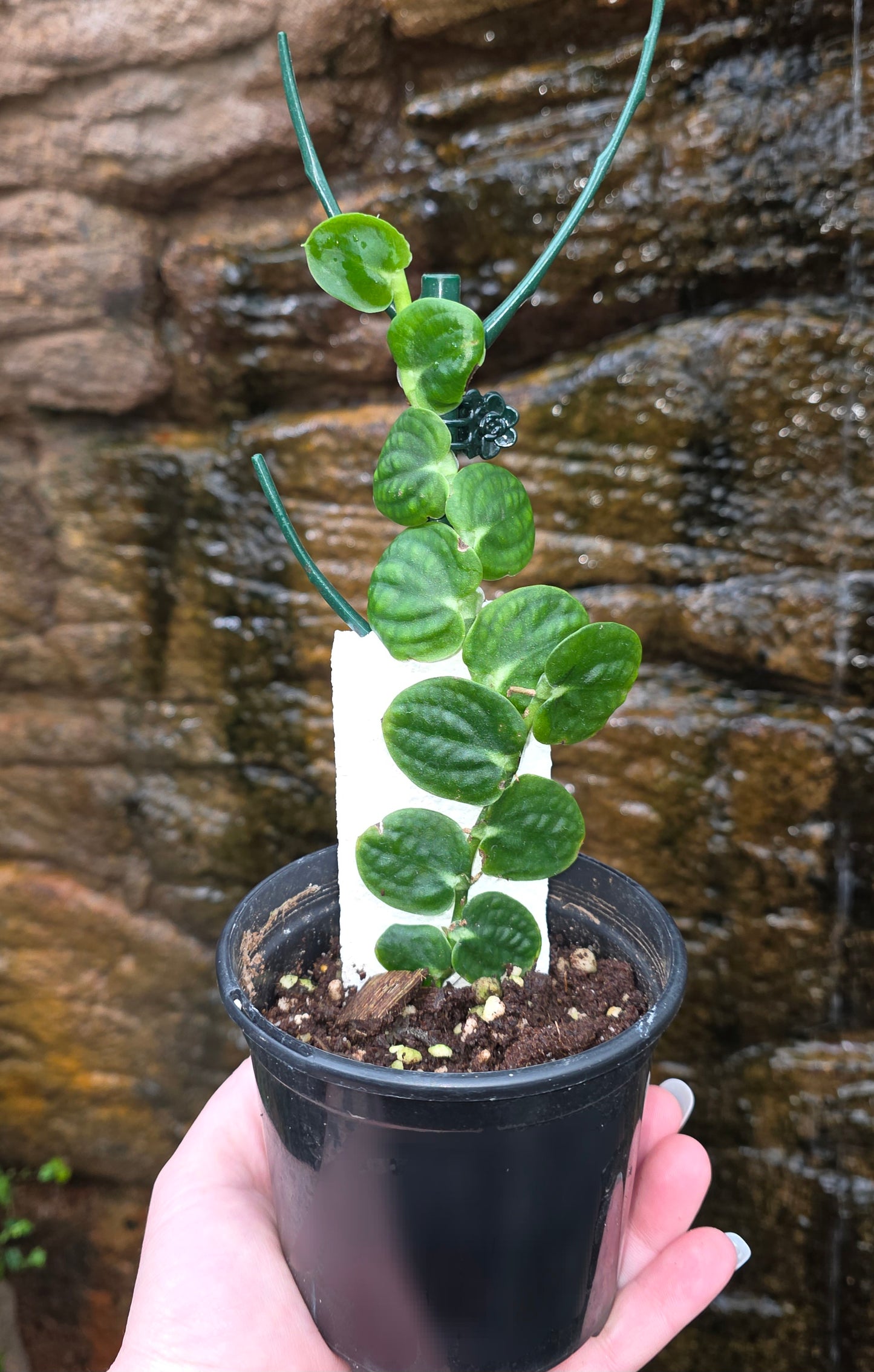 Raphidophora Korthalsii