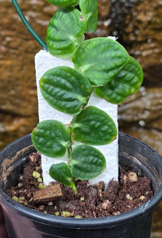 Raphidophora Korthalsii