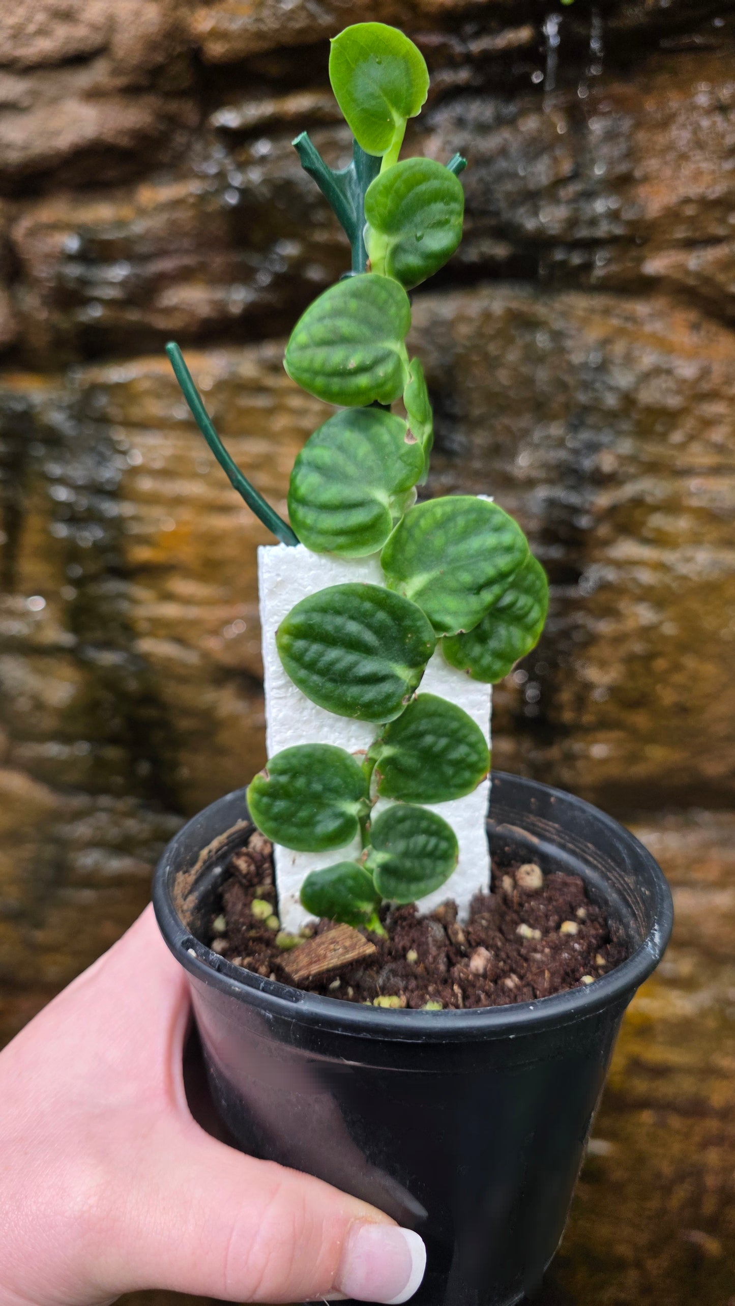 Raphidophora Korthalsii