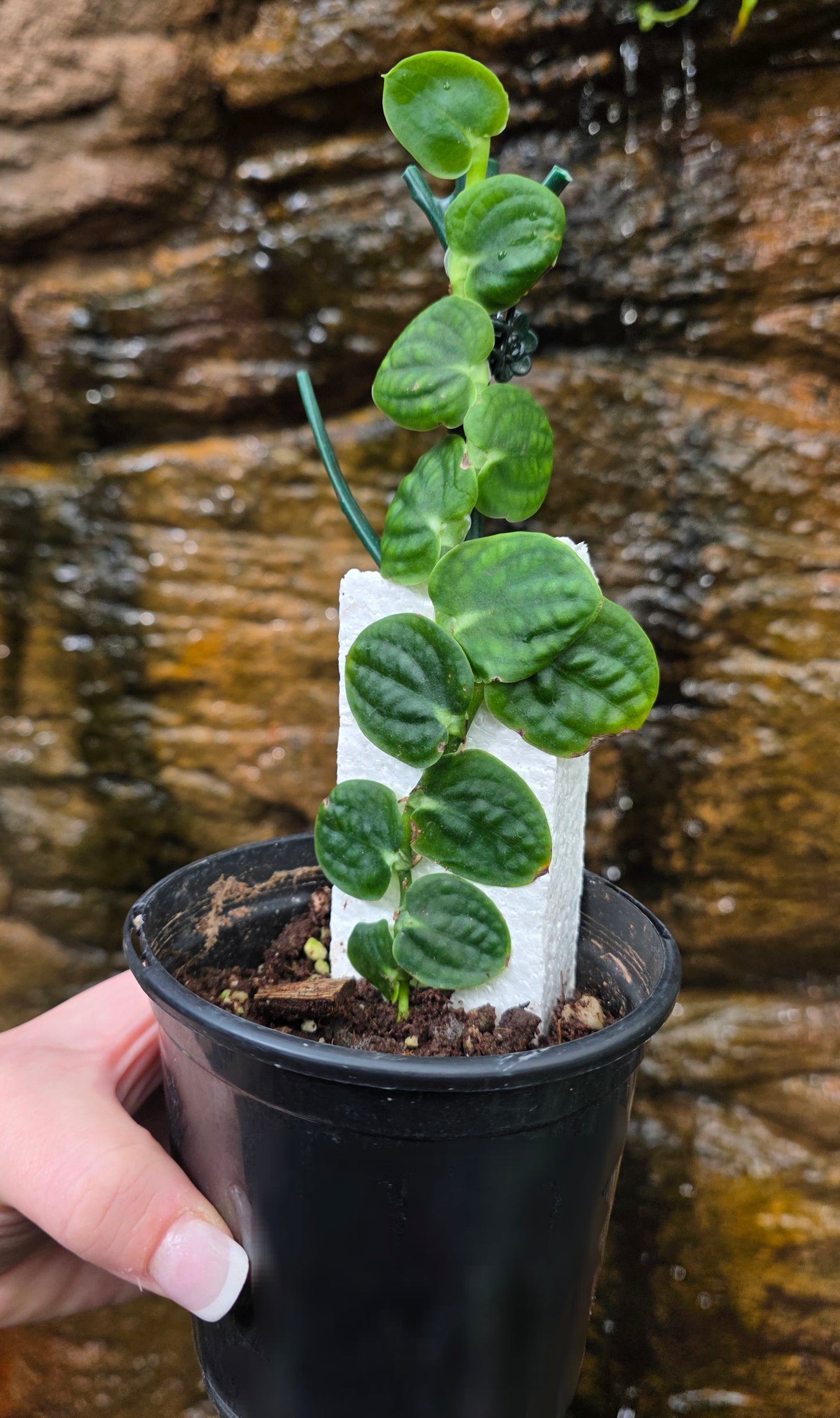 Raphidophora Korthalsii