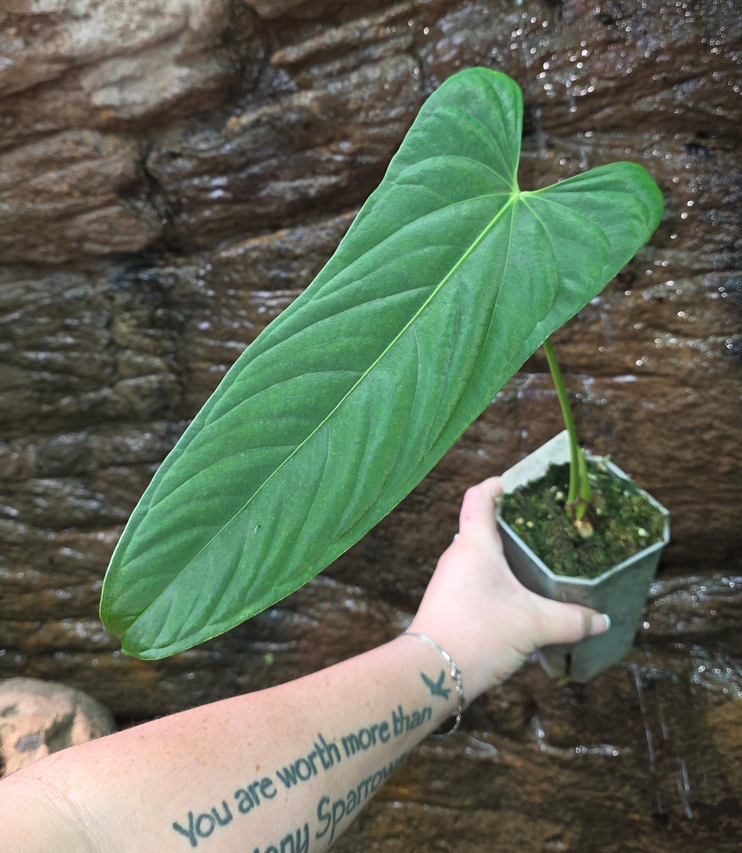 Anthurium Midnight Velvet x Panamense 🔥🔥 " Panama Nights "