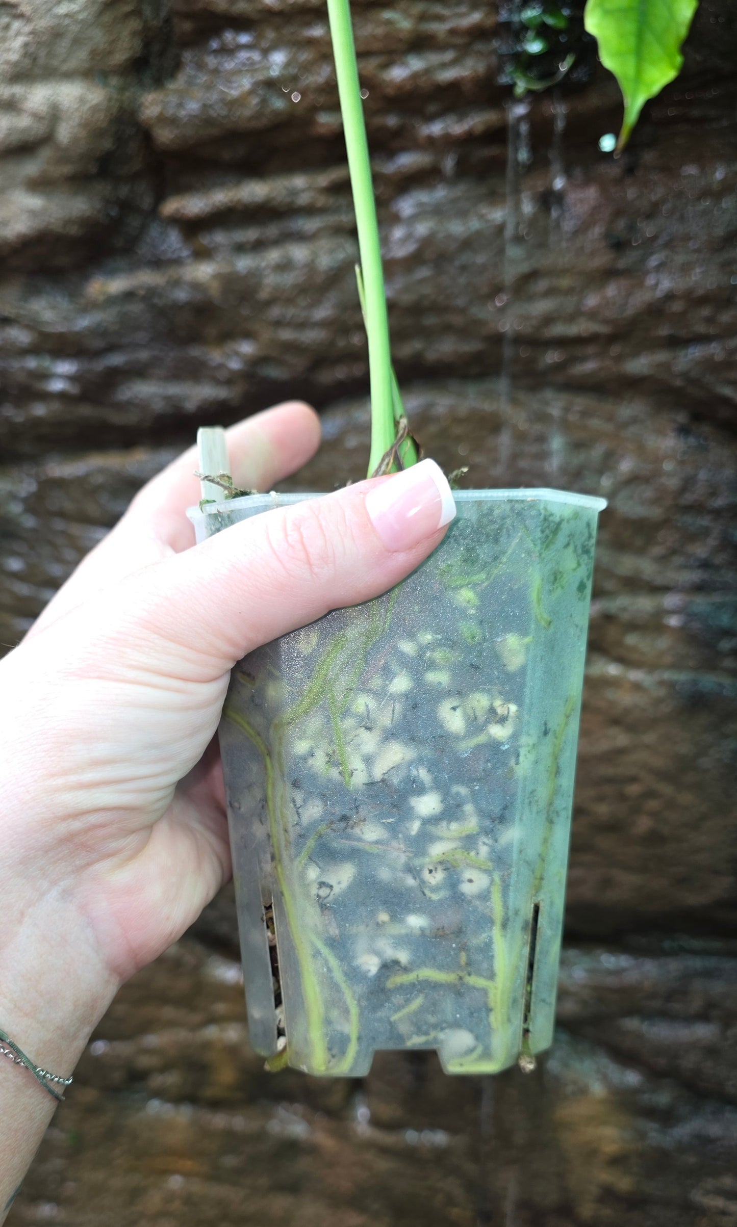 Anthurium Midnight Velvet x Panamense 🔥🔥 " Panama Nights "