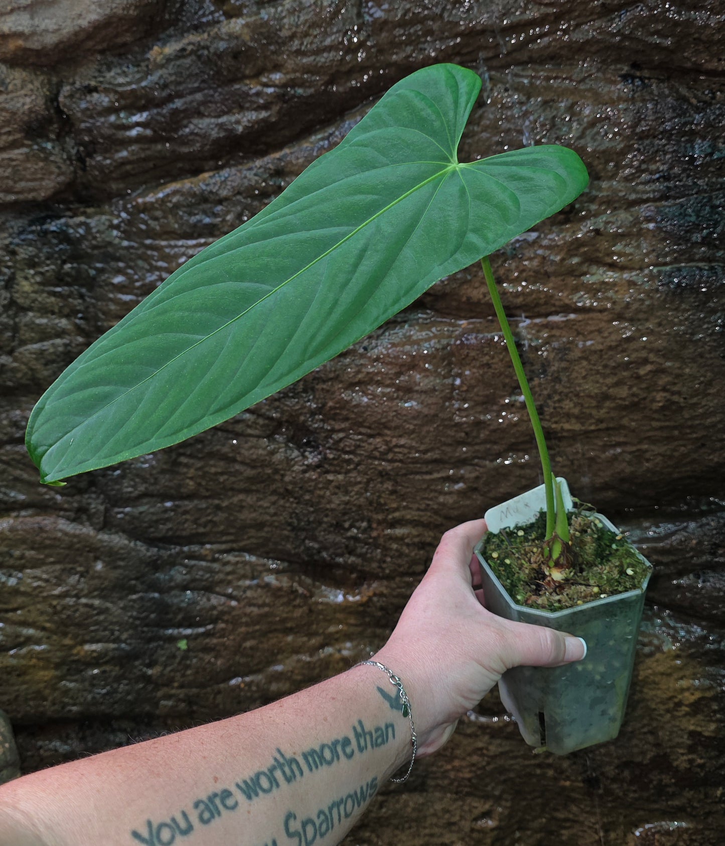 Anthurium Midnight Velvet x Panamense 🔥🔥 " Panama Nights "