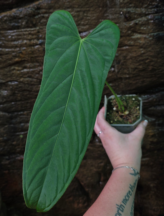 Anthurium Midnight Velvet x Panamense 🔥🔥 " Panama Nights "