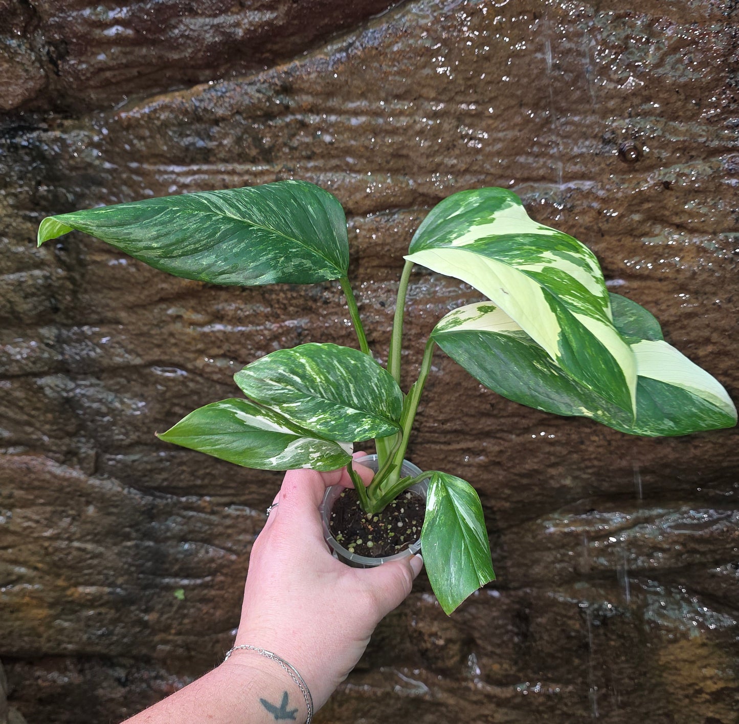 Variegated Monstera lechleriana