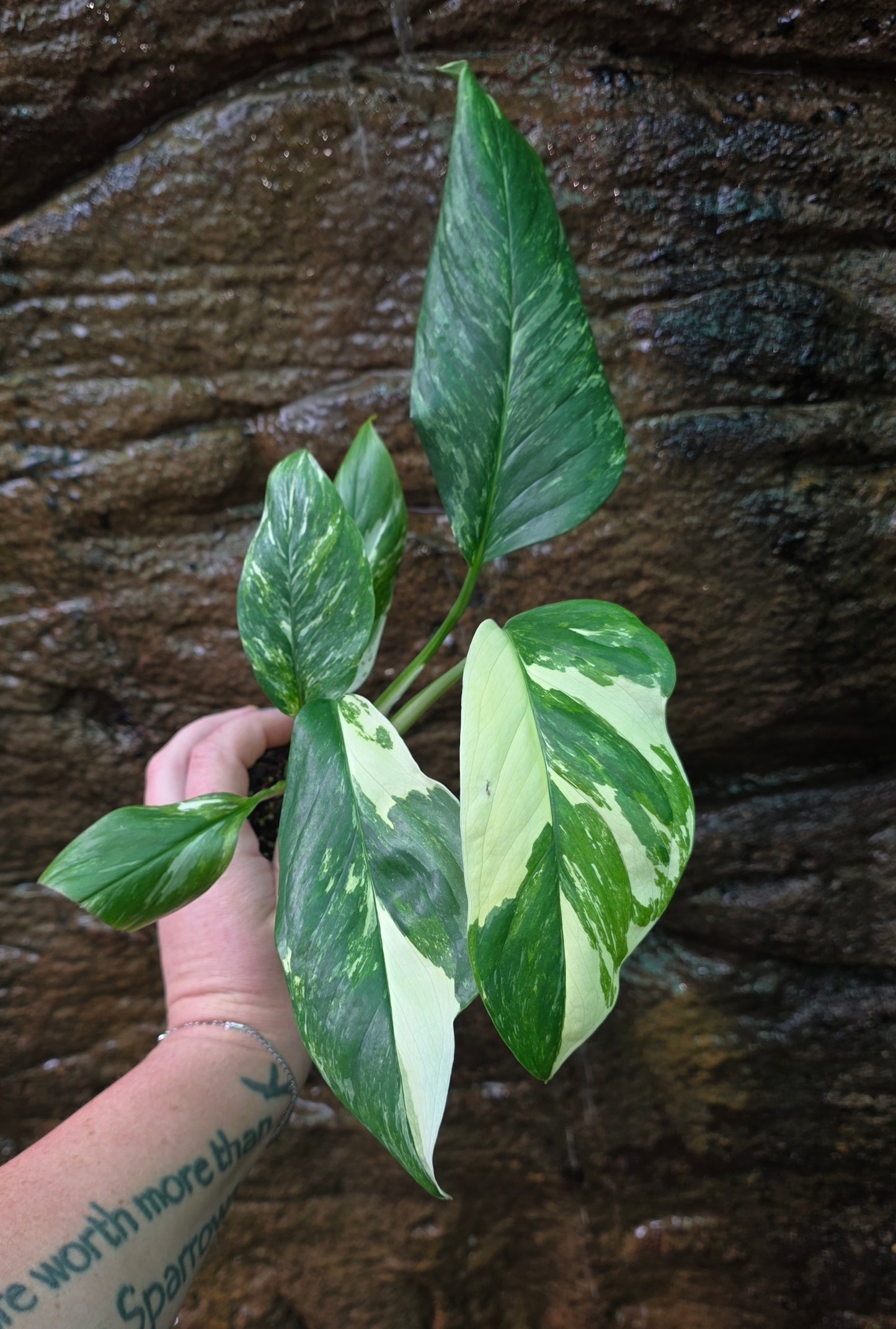 Variegated Monstera lechleriana