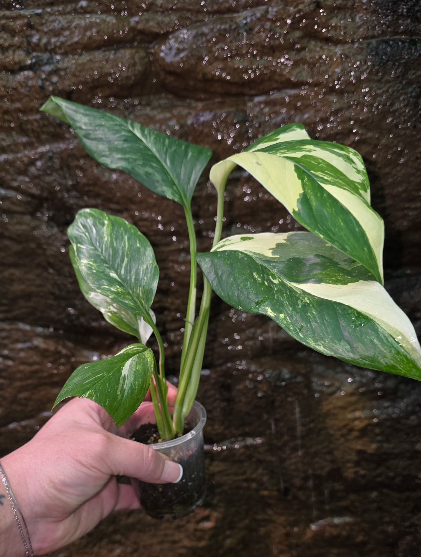 Variegated Monstera lechleriana