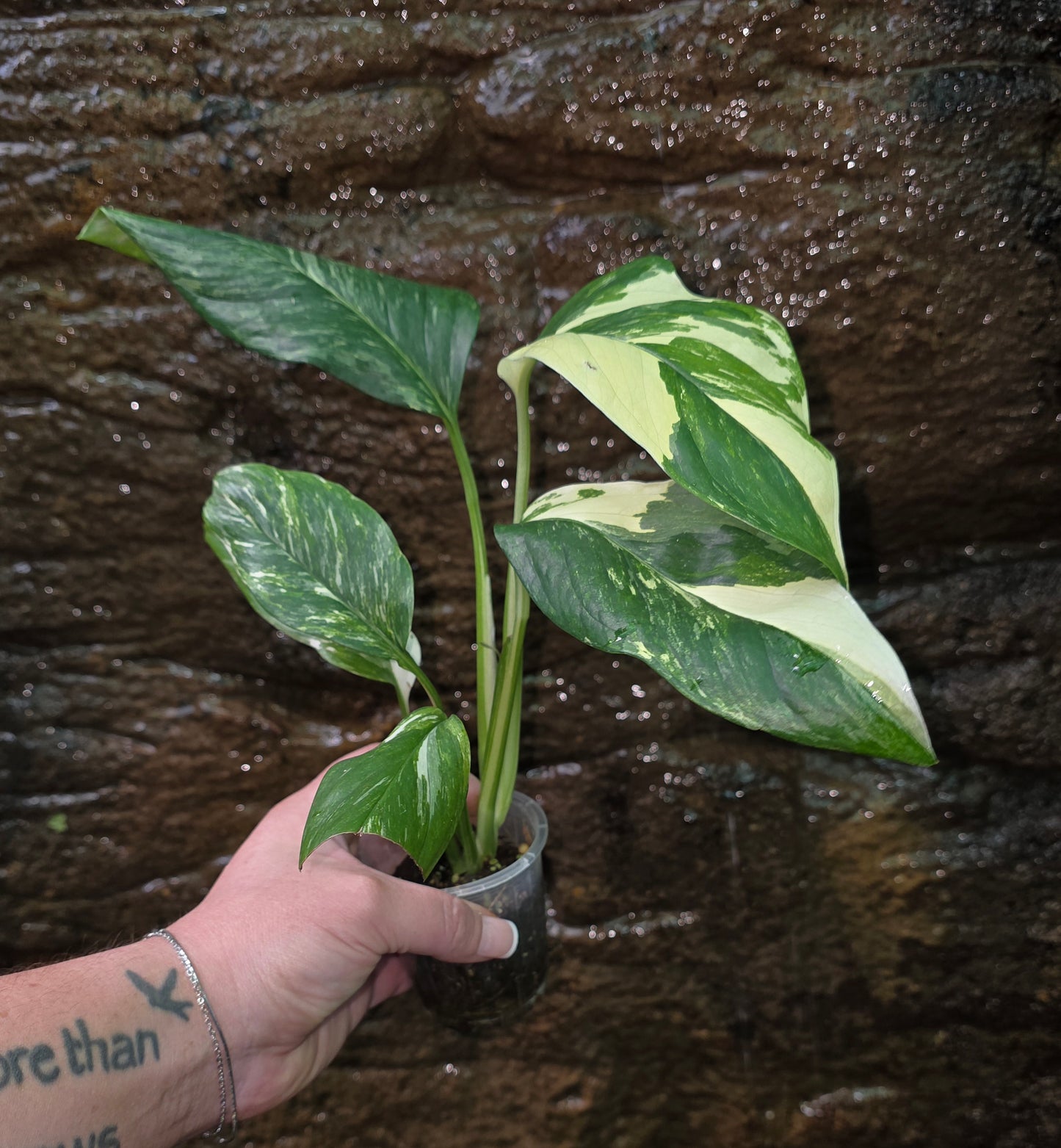 Variegated Monstera lechleriana