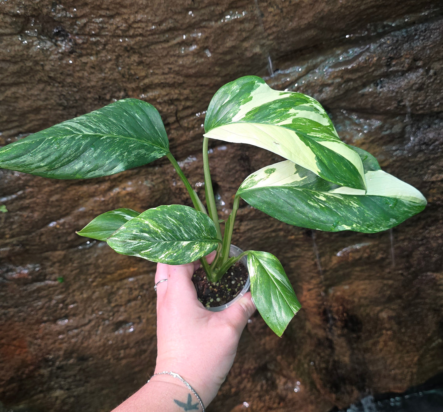 Variegated Monstera lechleriana