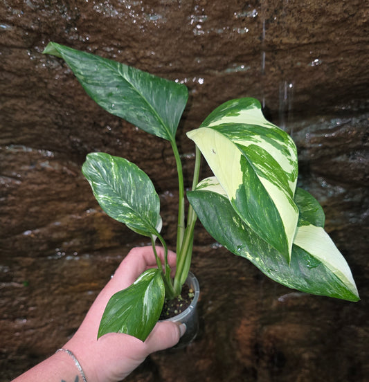Variegated Monstera lechleriana