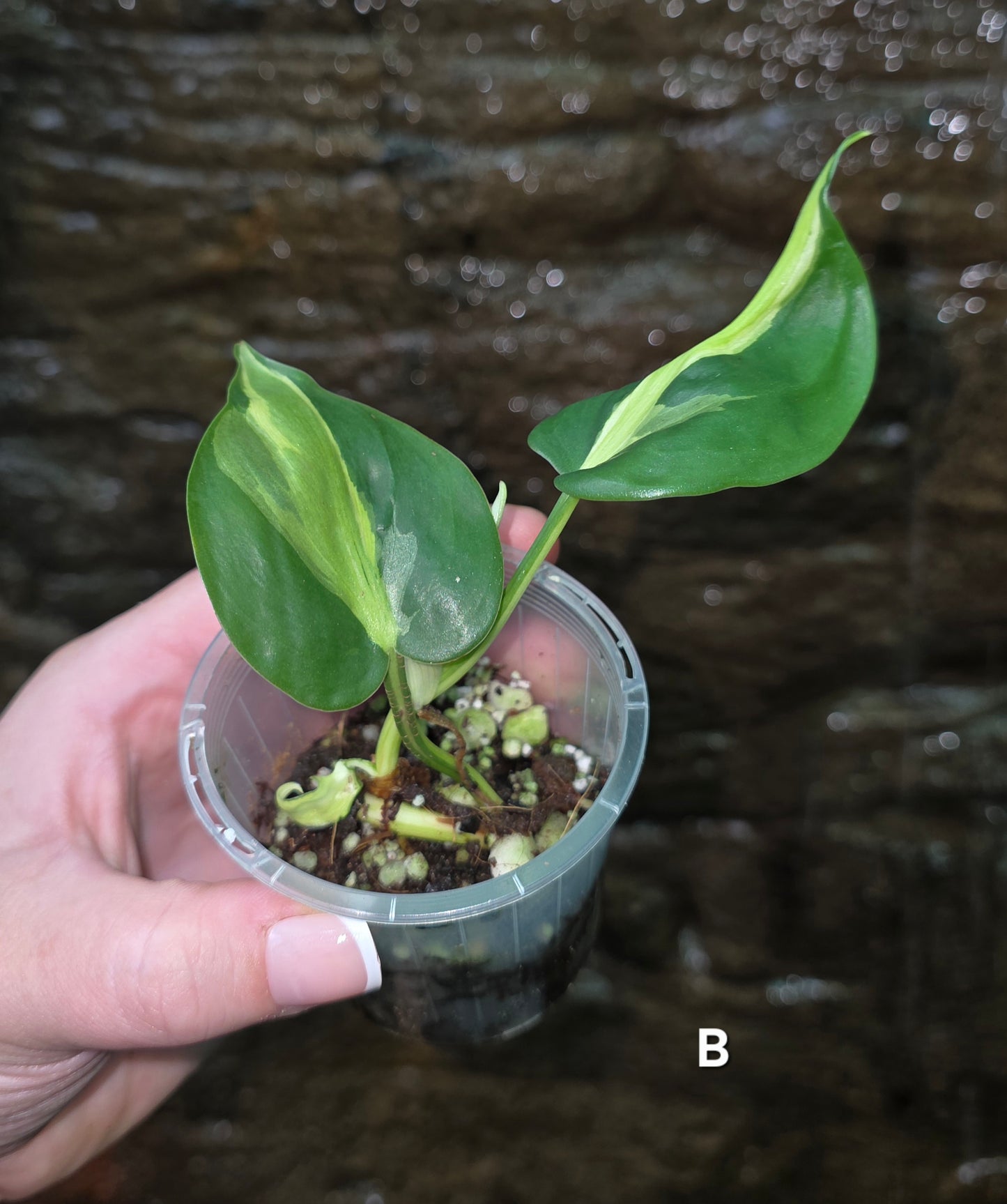 Philodendron Cream Splash