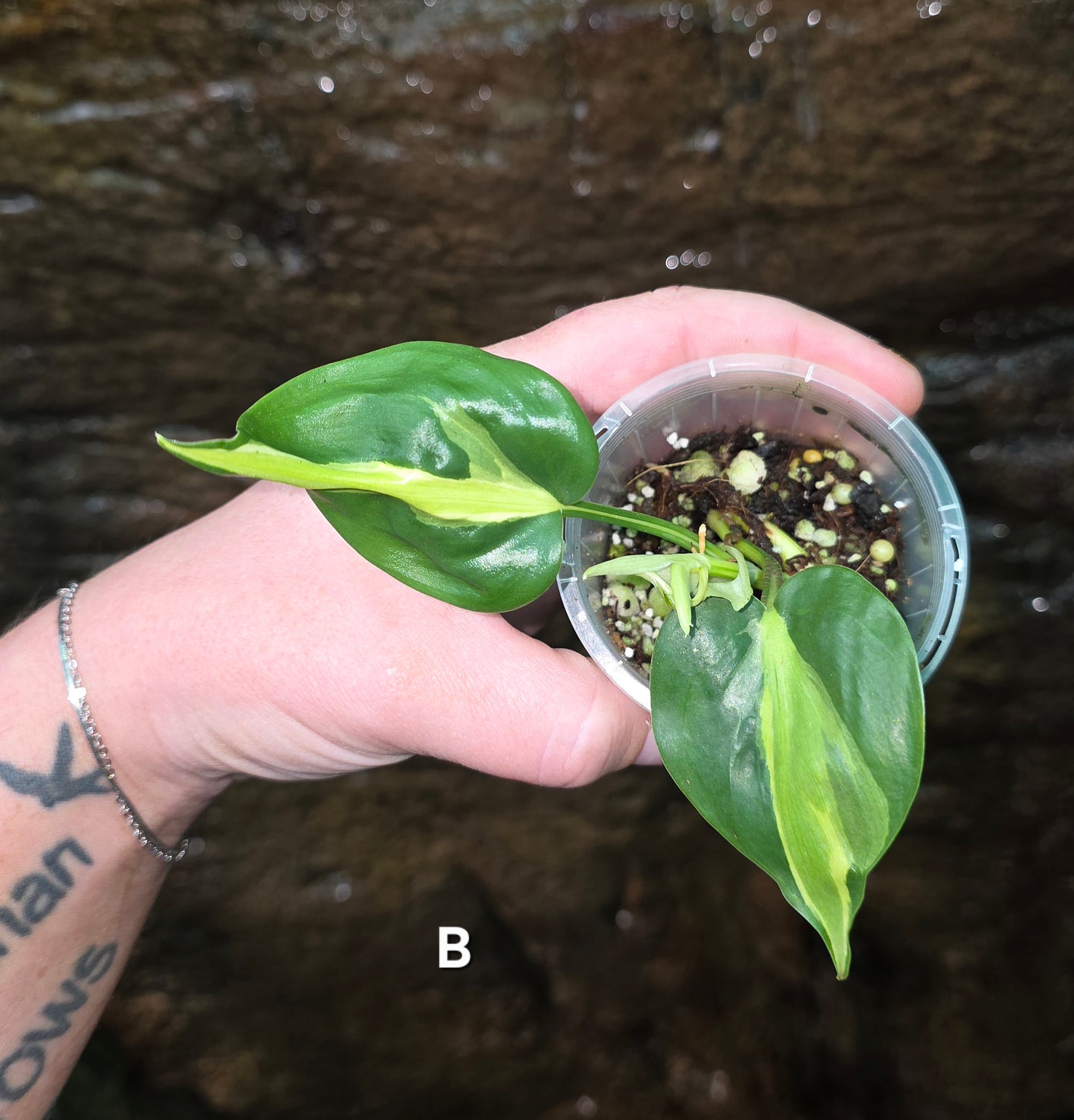 Philodendron Cream Splash