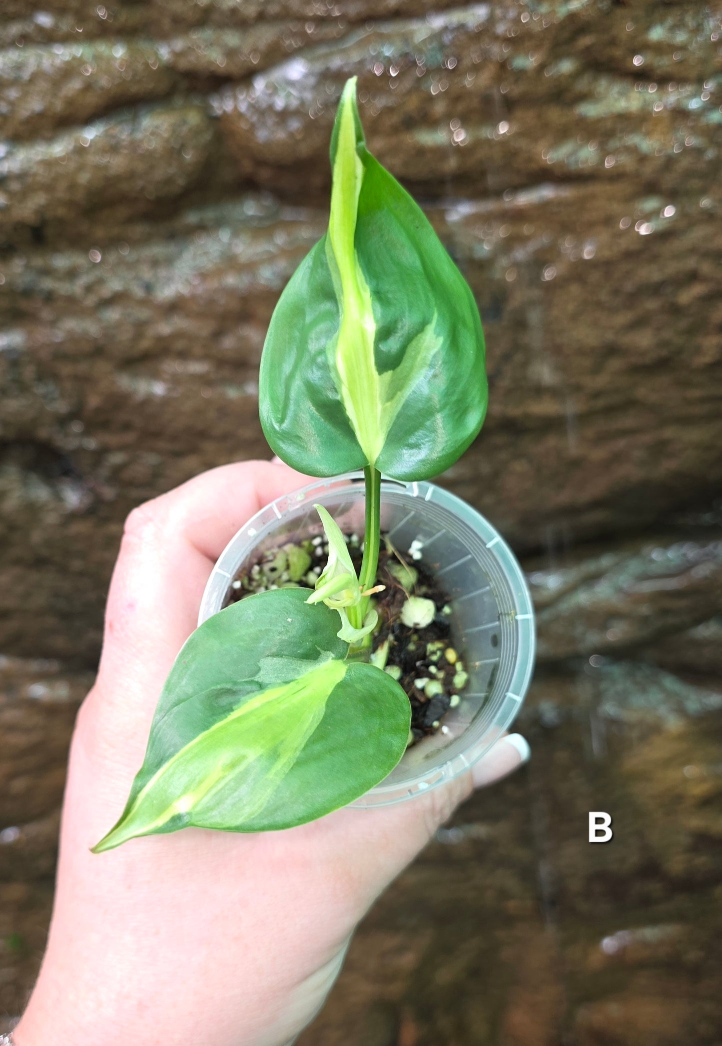 Philodendron Cream Splash