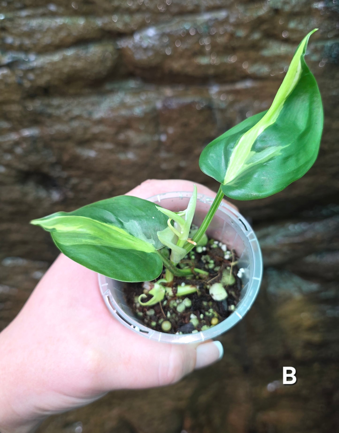 Philodendron Cream Splash