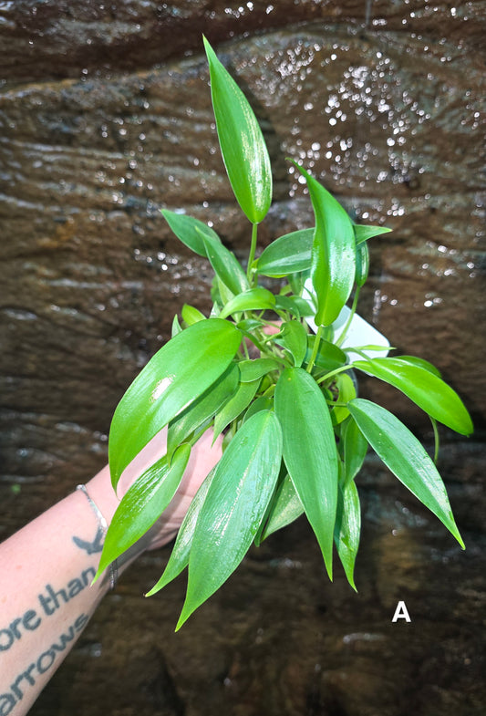 NEW HYBRID* Philodendron Florida Beauty x Squamferium (GREEN) Multiplanted