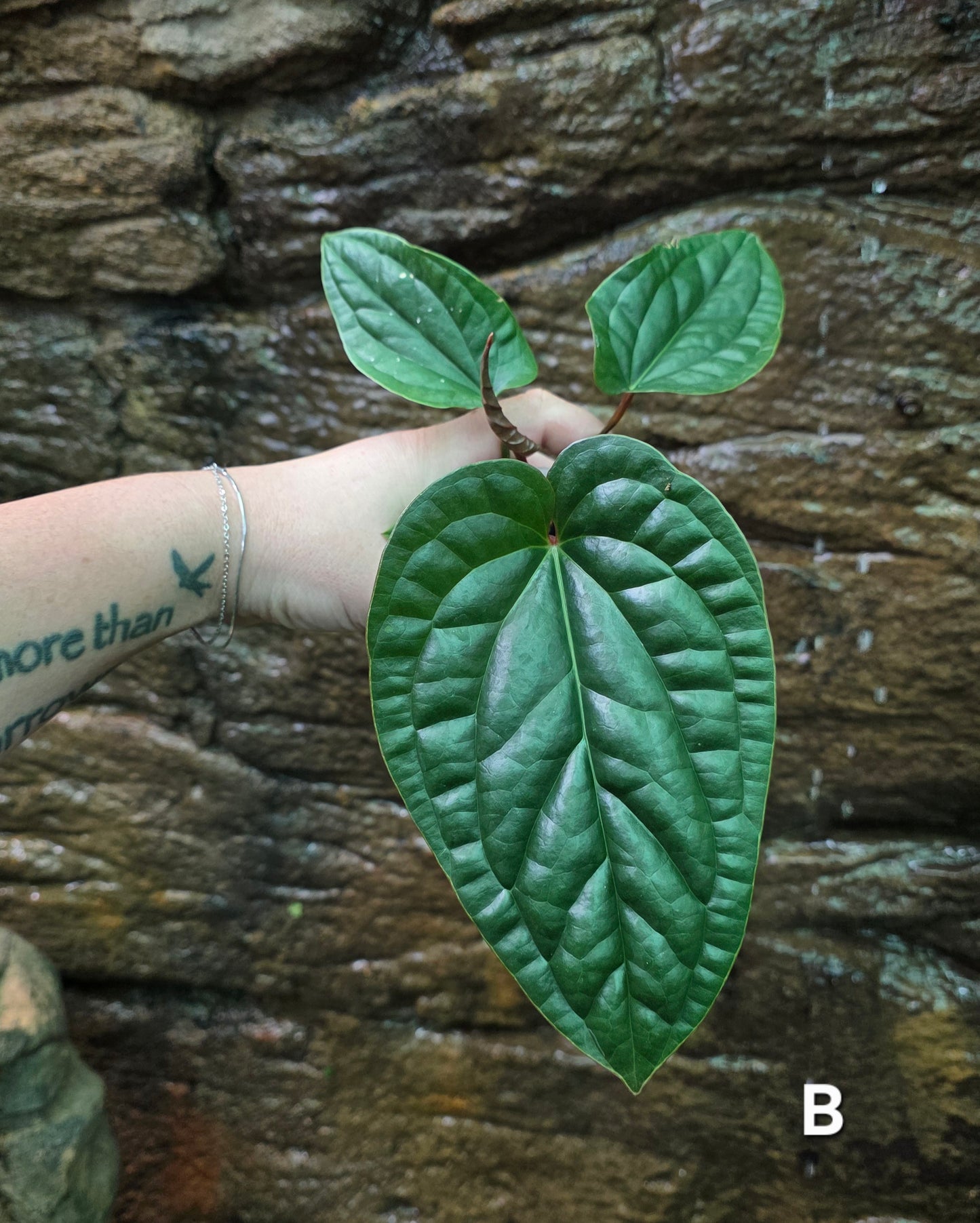 Anthurium Luxurians x Radicans