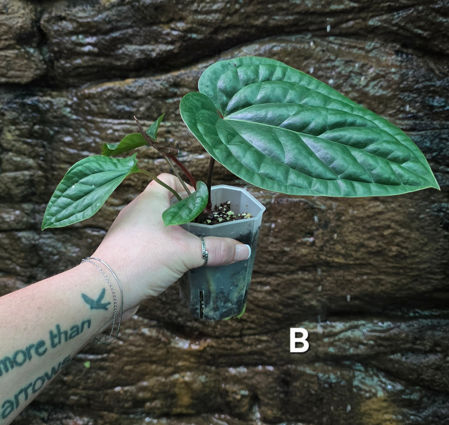 Anthurium Luxurians x Radicans