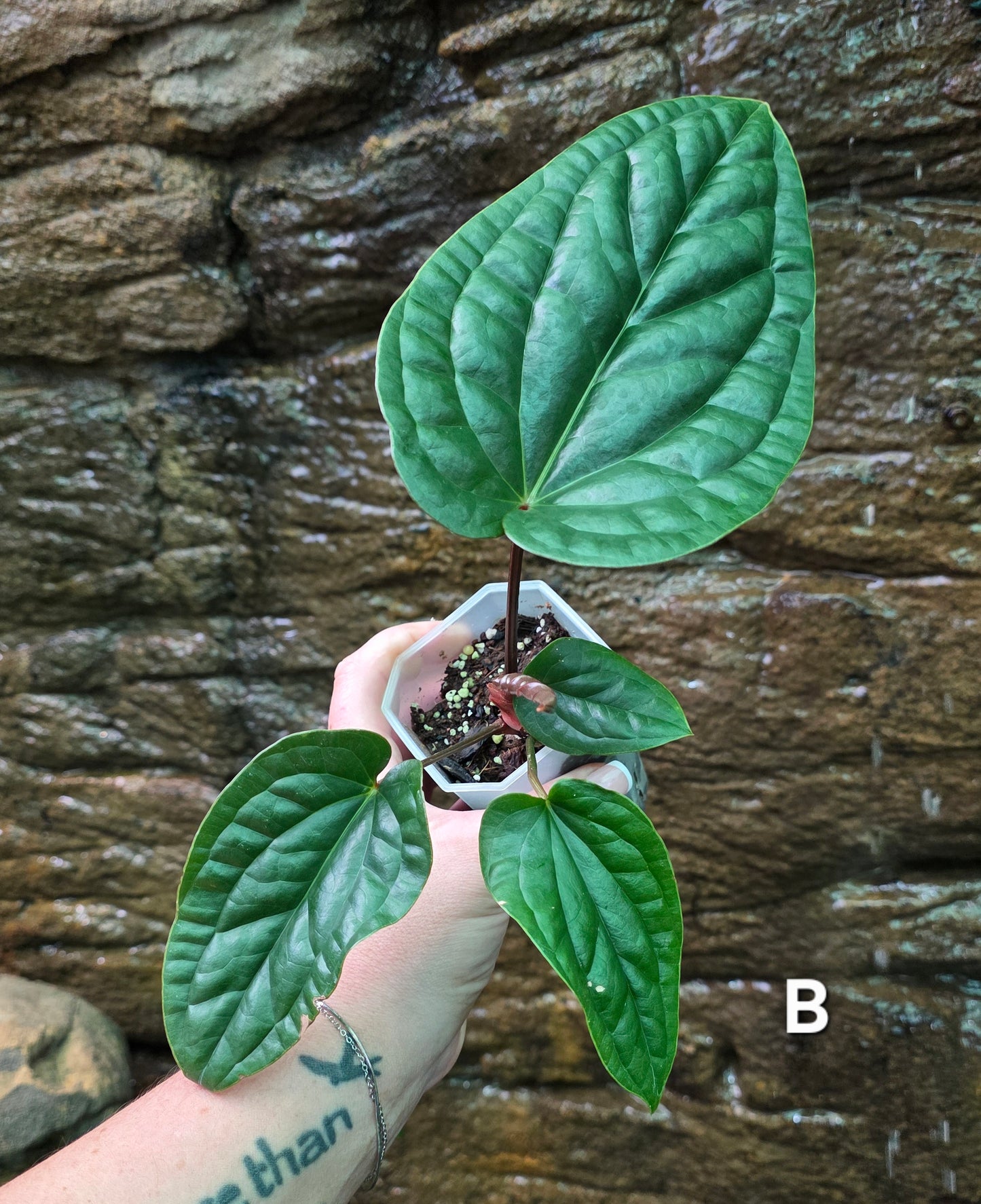 Anthurium Luxurians x Radicans