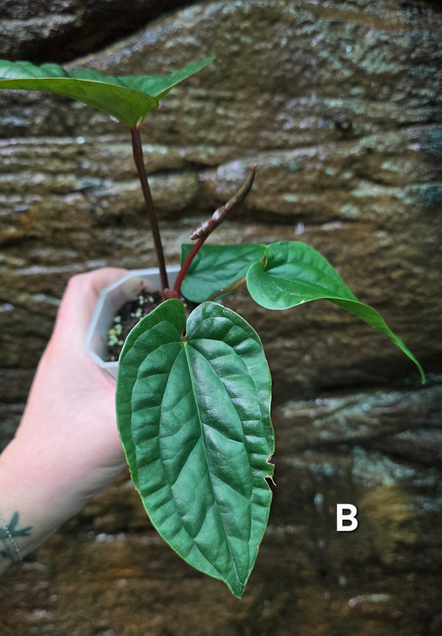 Anthurium Luxurians x Radicans