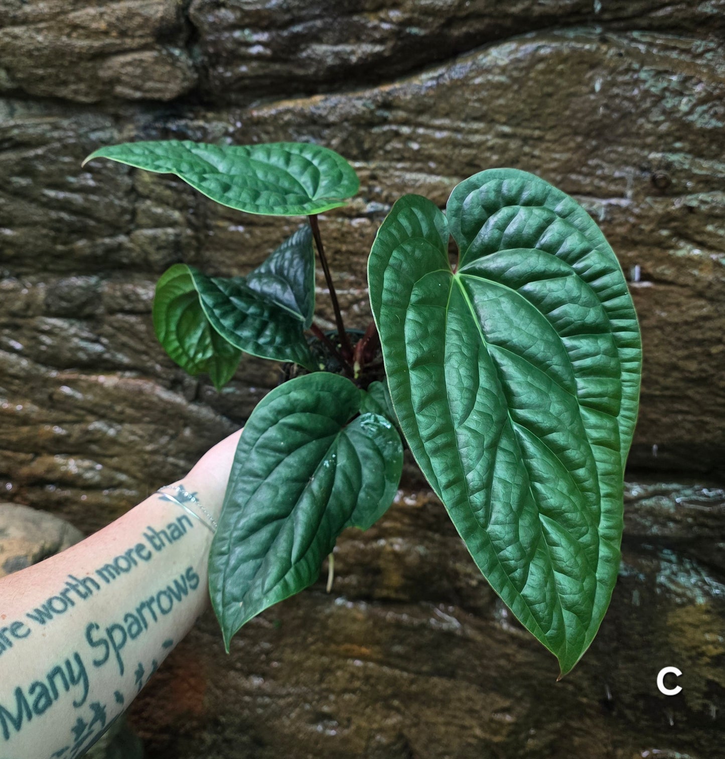 Anthurium Luxurians x Radicans