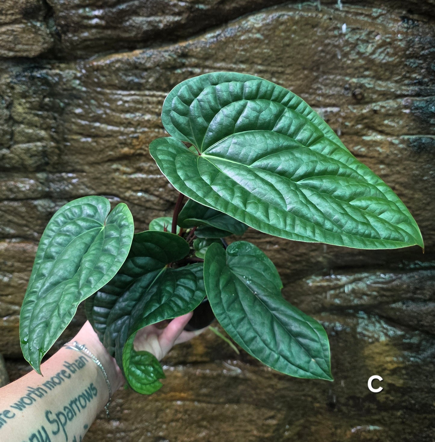 Anthurium Luxurians x Radicans