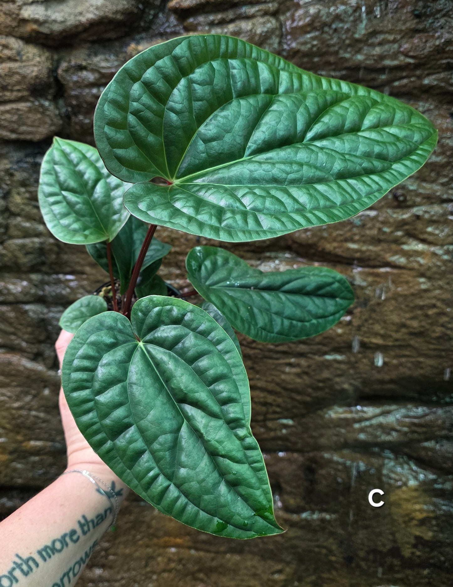Anthurium Luxurians x Radicans