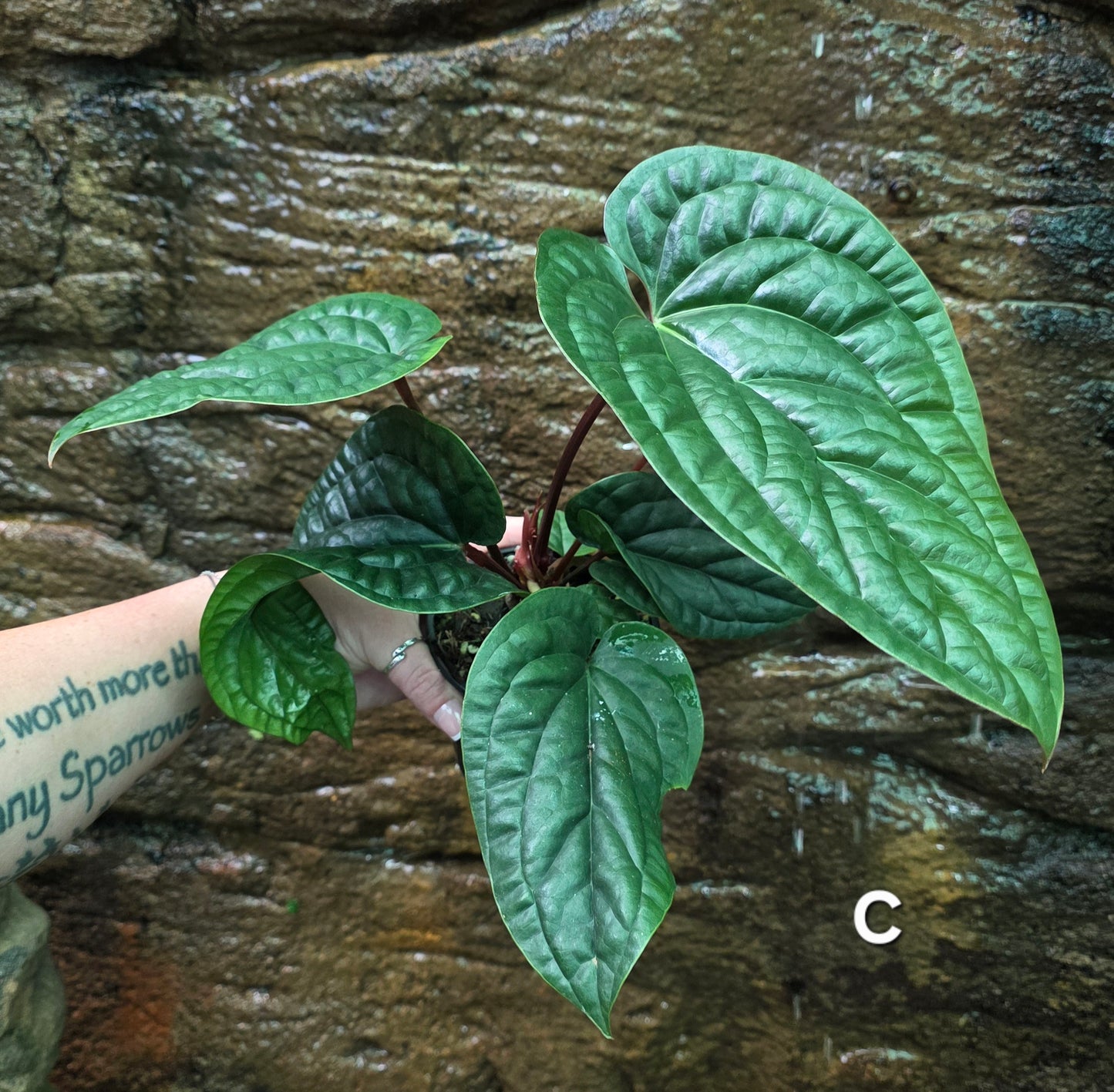 Anthurium Luxurians x Radicans