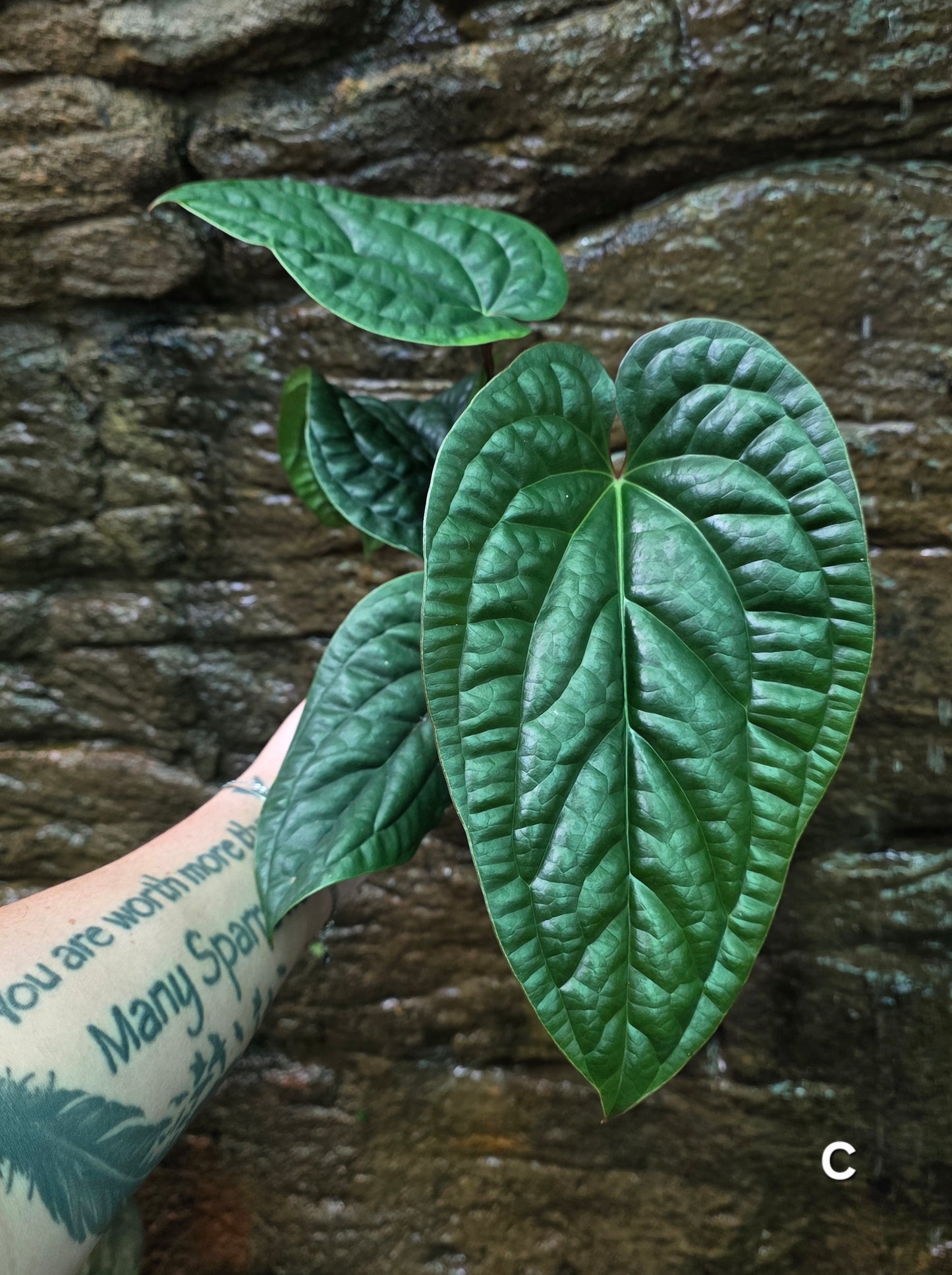 Anthurium Luxurians x Radicans