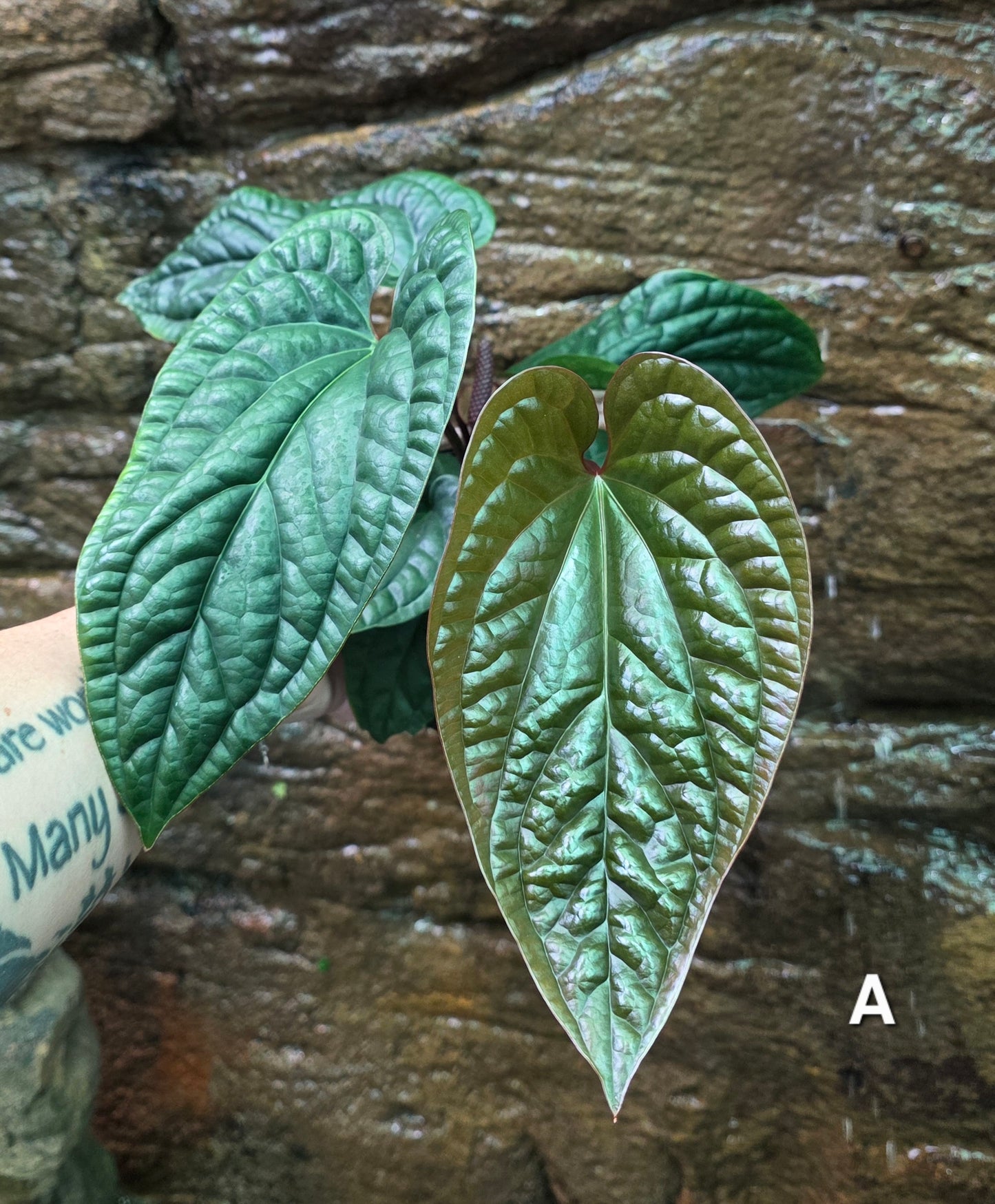 Anthurium Luxurians x Radicans