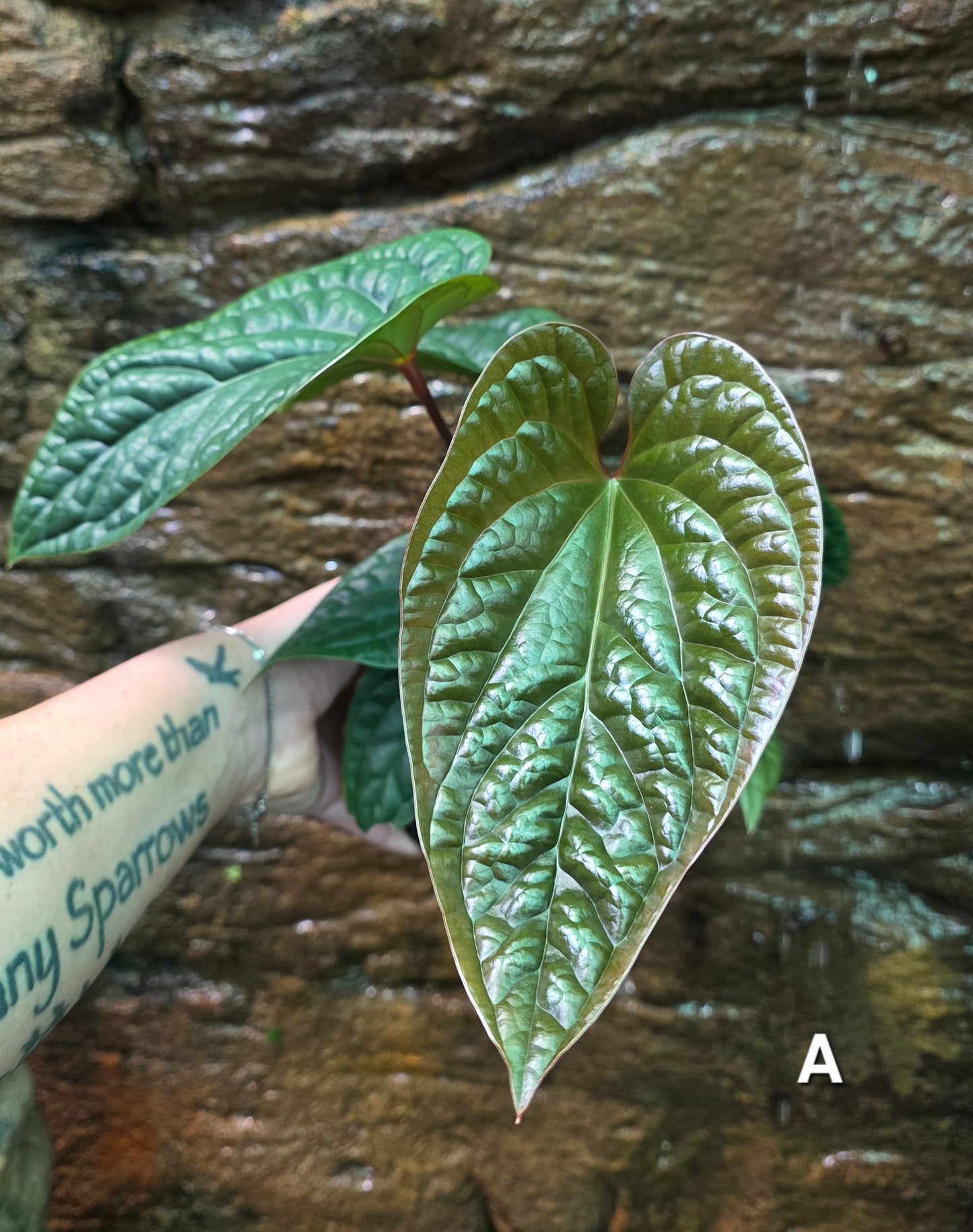 Anthurium Luxurians x Radicans